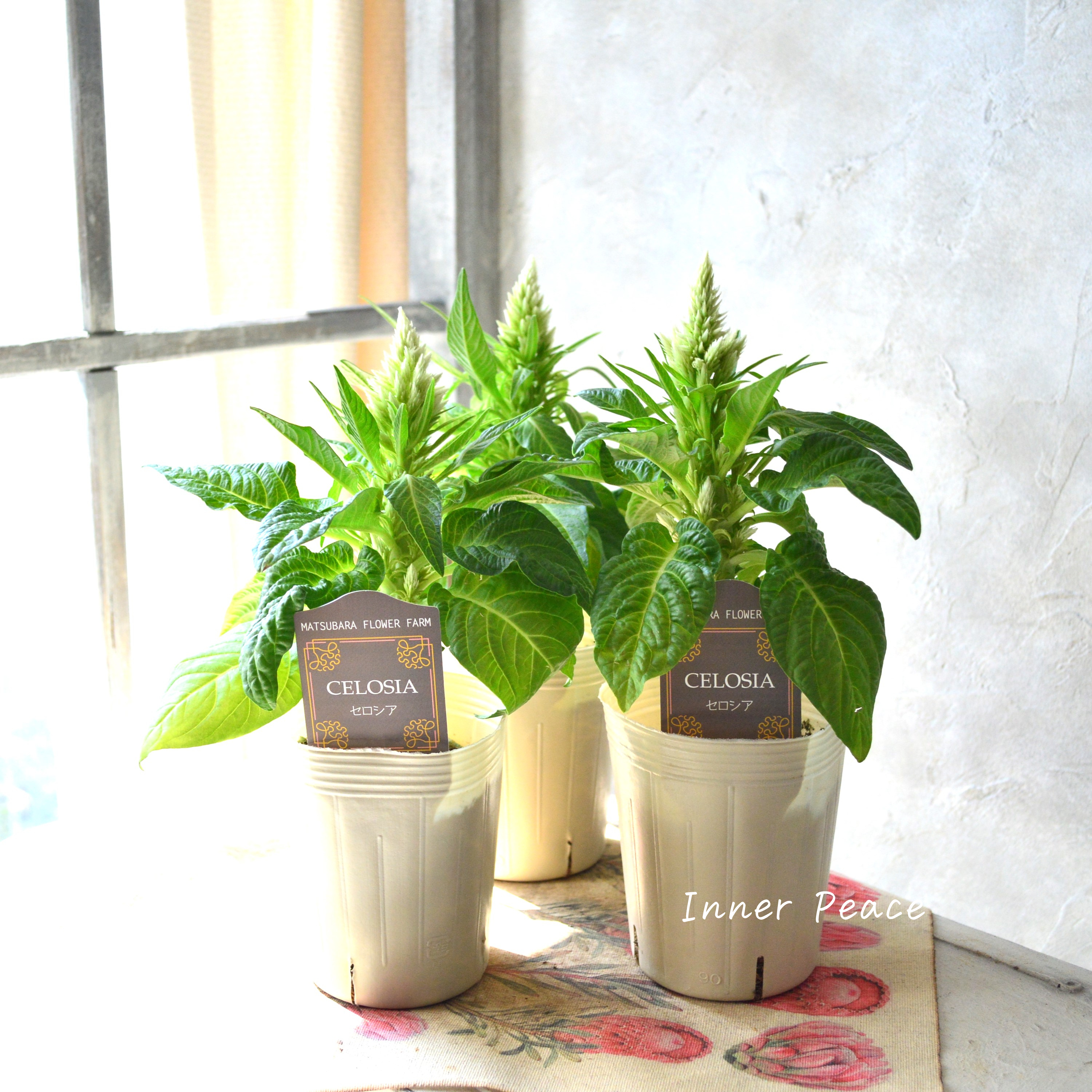 【マツバラフラワーファームさん】 セロシア 『サンディグリーン』 3寸ロングPOT