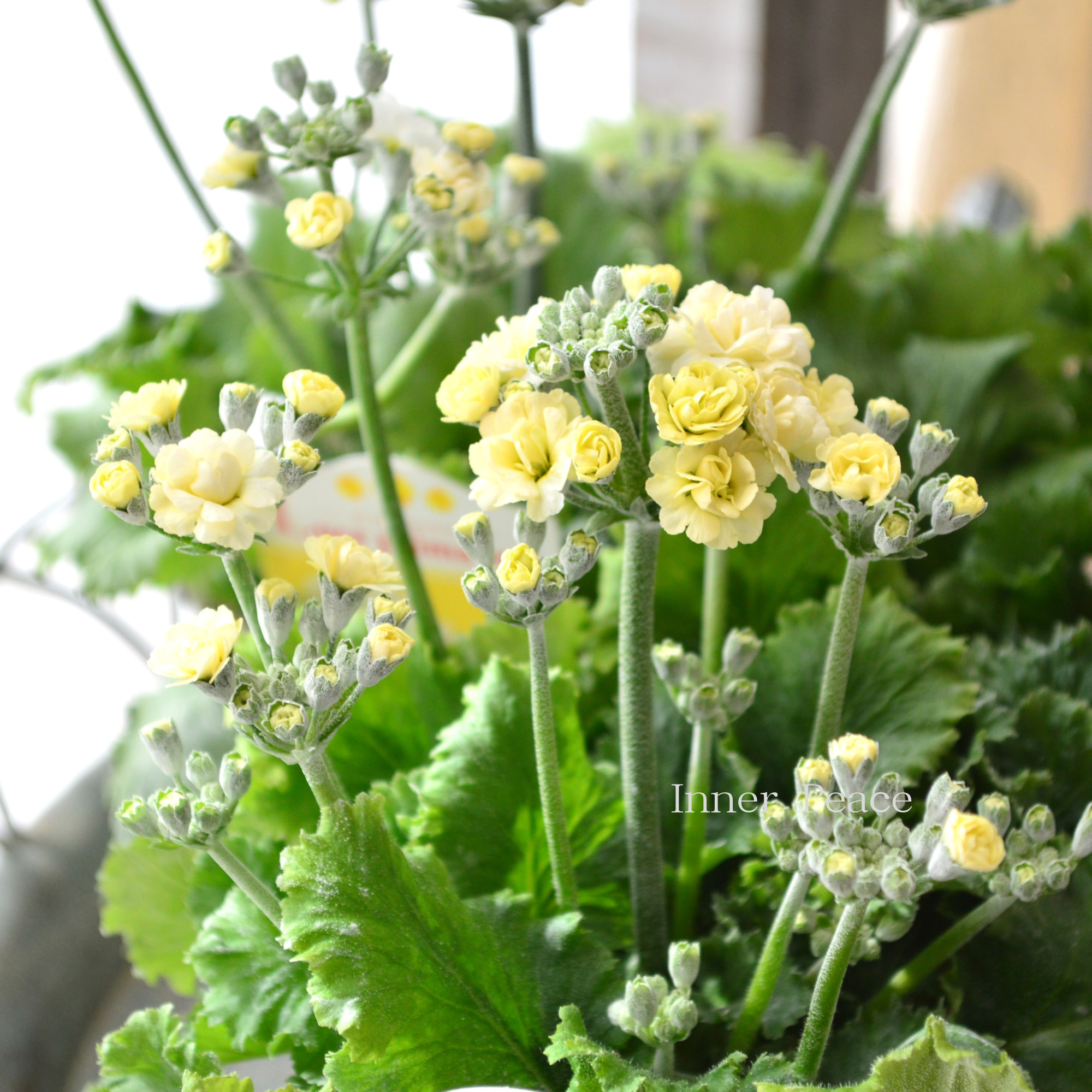 【春色】 プリムラ マラコイデス 『ルーチェ プリマヴェーラ』 3.5寸POT