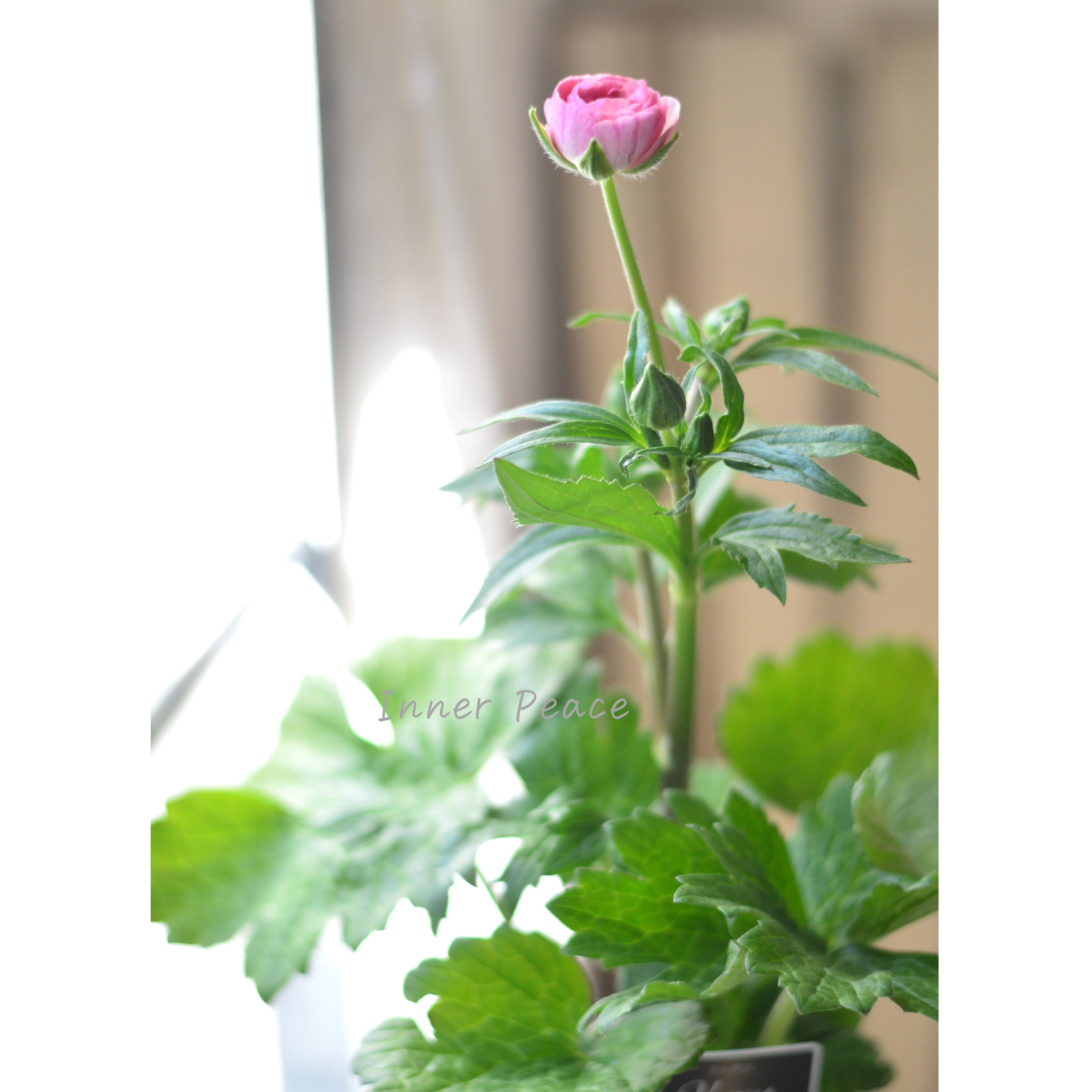 【美しい】 ラナンキュラス・ラックス 『ヴィーナス』 4寸POT