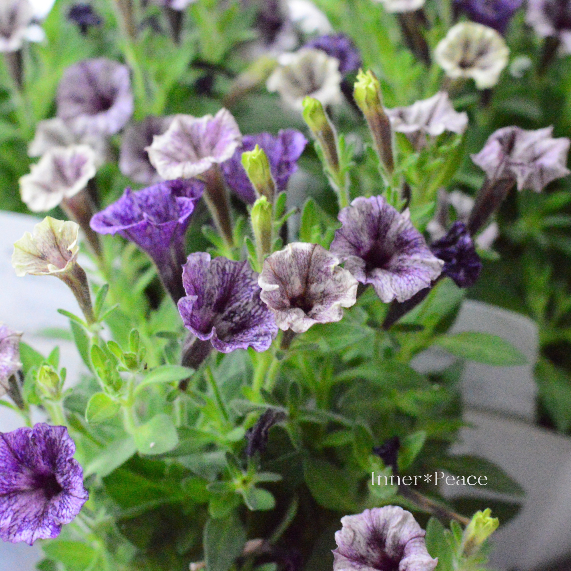 【花越さん】 小輪ペチュニア 『ユイール ②』 3.5寸硬質POT