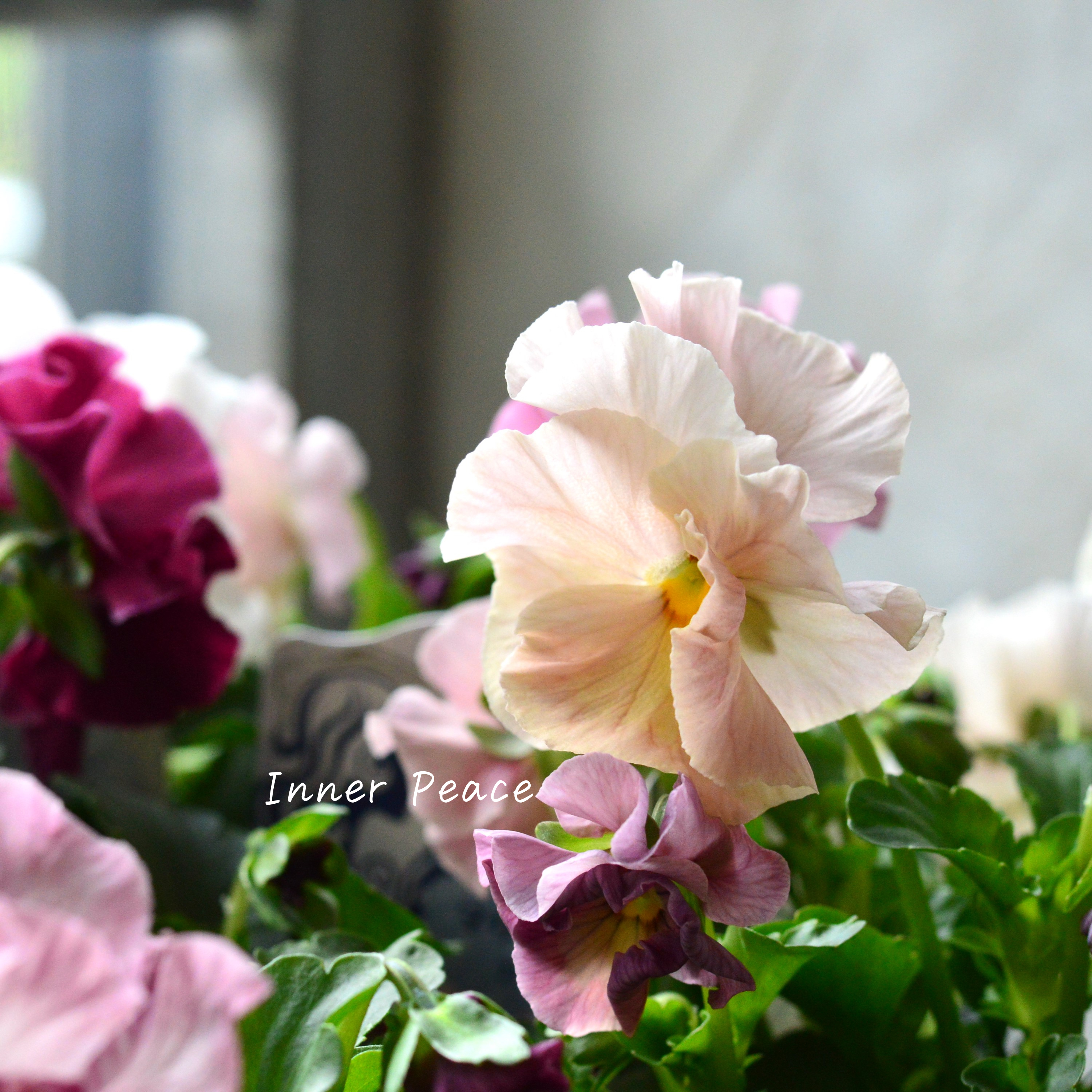 【うえたさん育種】 パンジー 『マリーリーン』 3.5寸POT