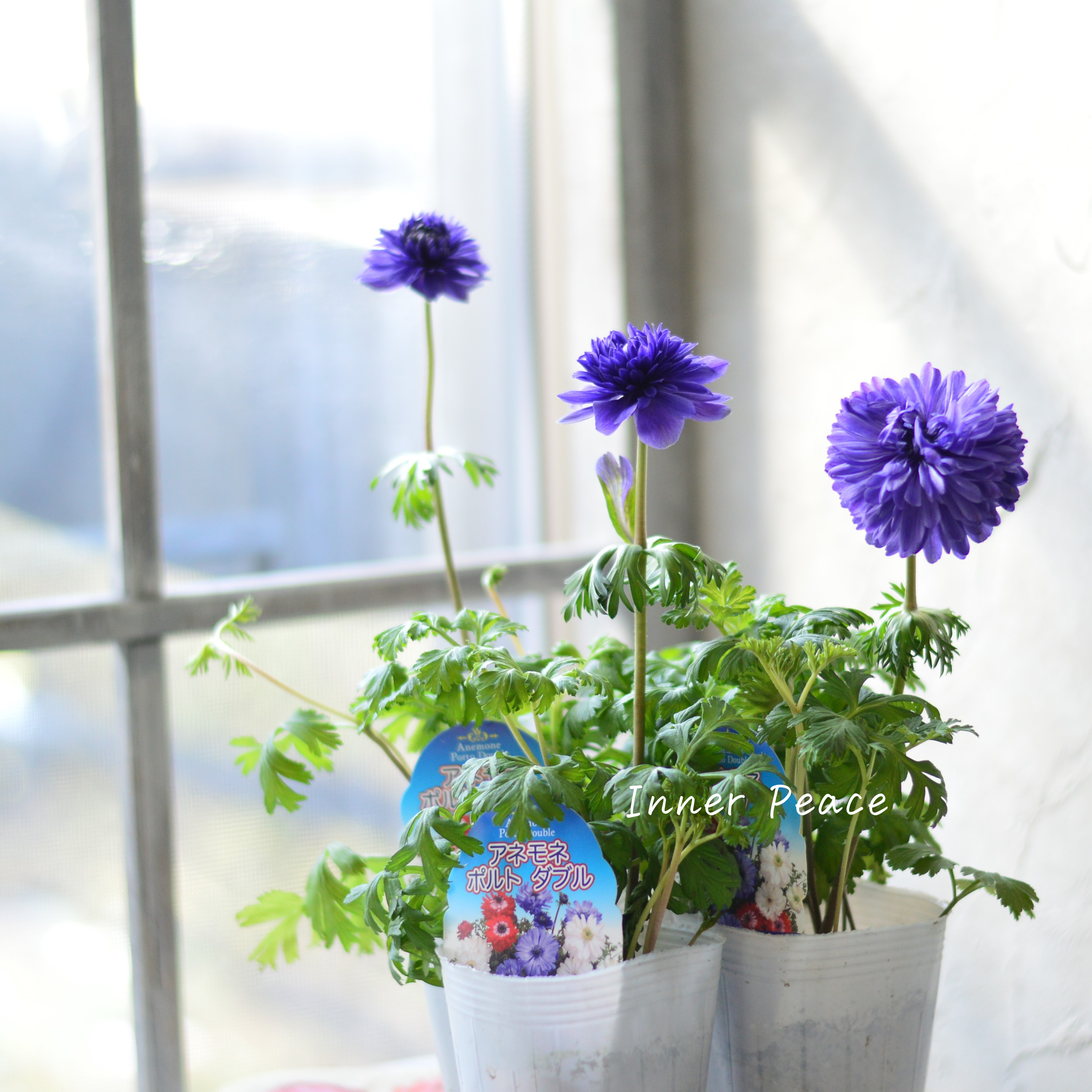 【八重咲き】 アネモネ 『ポルト・ダブルブルー』 3~3.5寸POT
