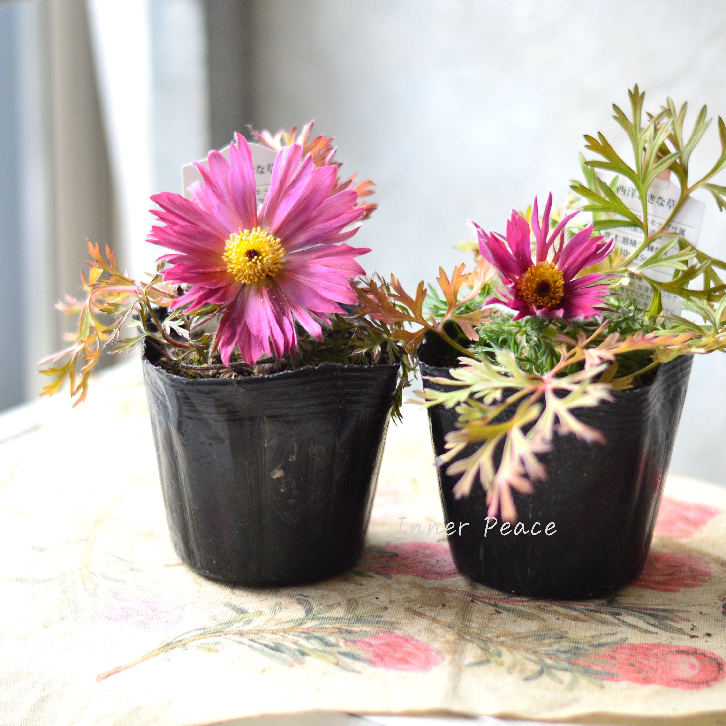 【美しい】 西洋オキナグサ 『プルサティラ ブルガリス・濃いピンク』 3.5寸POT