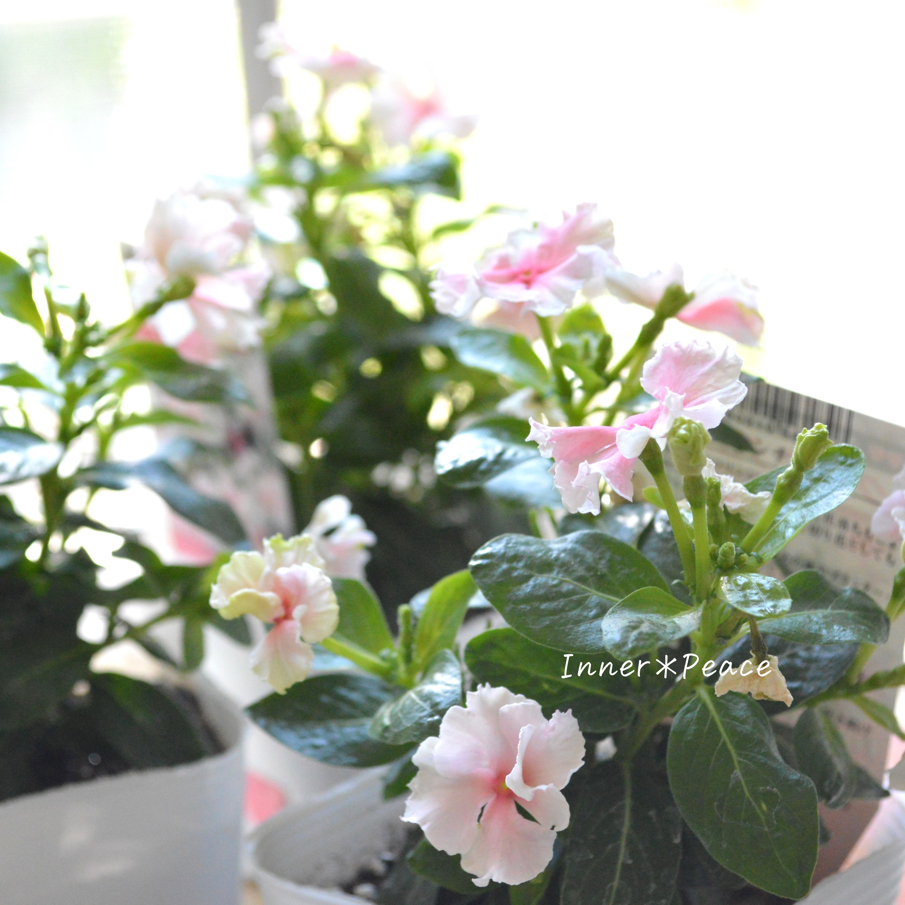 【北島園芸さん】 ニチニチソウ 『クイーンチュチュ』 3.5寸POT