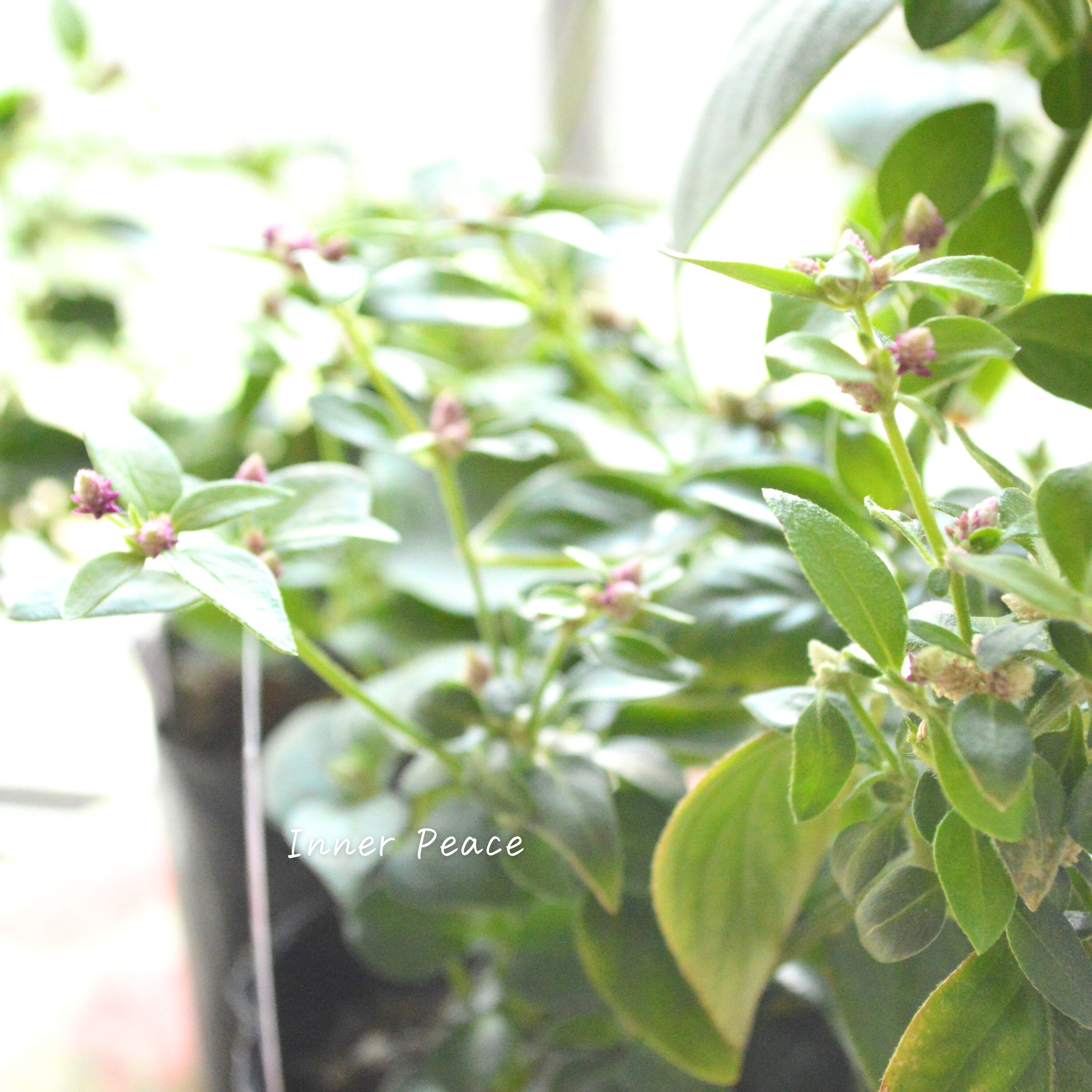 【かわいい】 アルテルナンテラ 『ミライ』 3寸POT