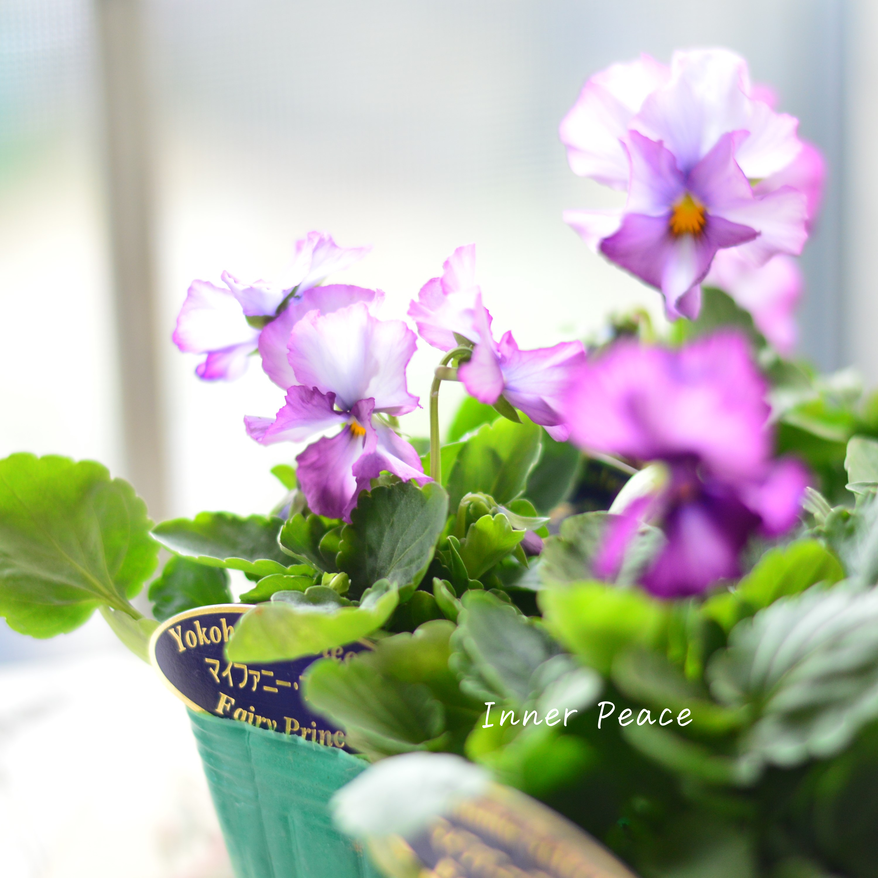 【人気】 ビオラ 『横浜セレクション・マイファニープリンセス』 3寸POT