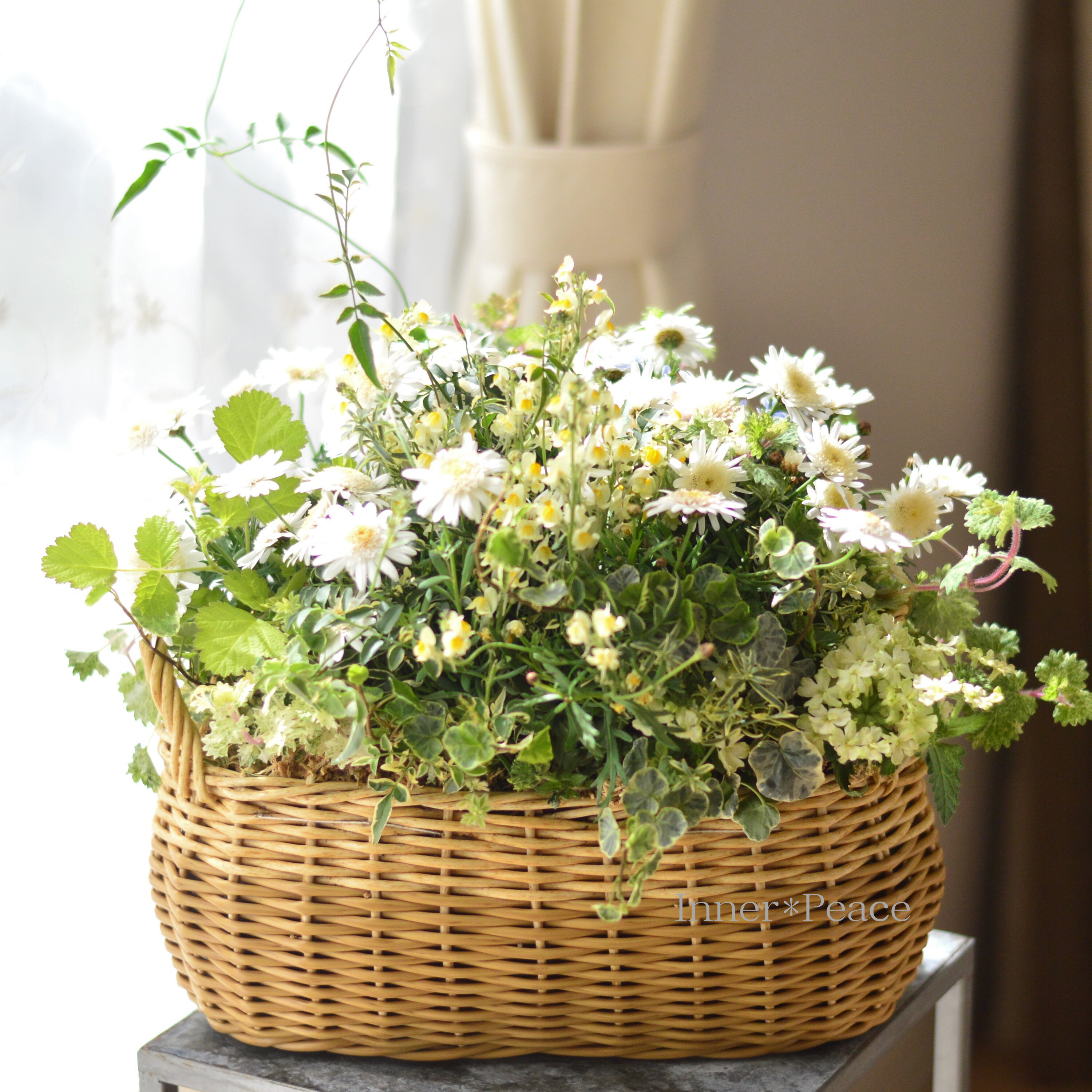 【春】 マーガレットのバスケット(ギャザリング)