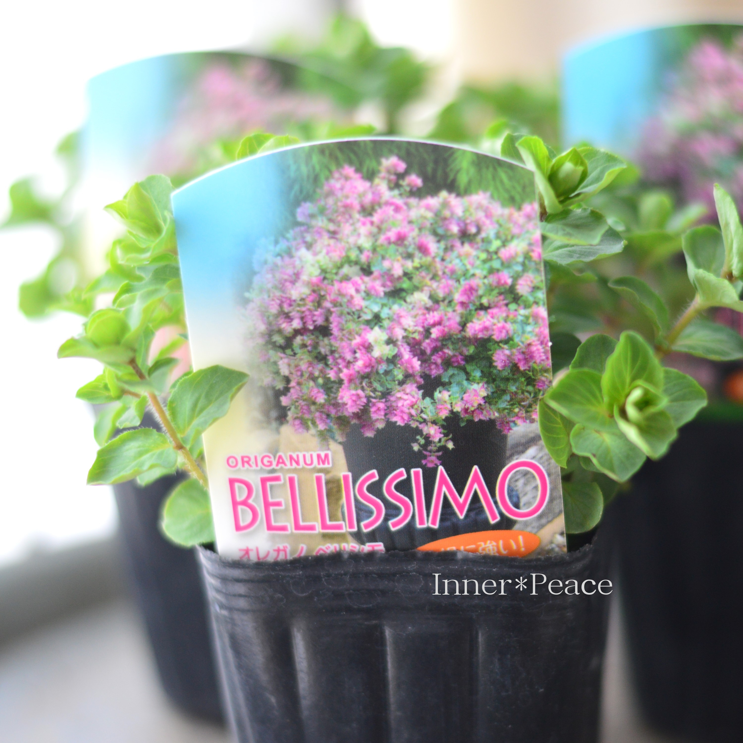 【人気】 オレガノ 『ベリシモ』 3寸POT