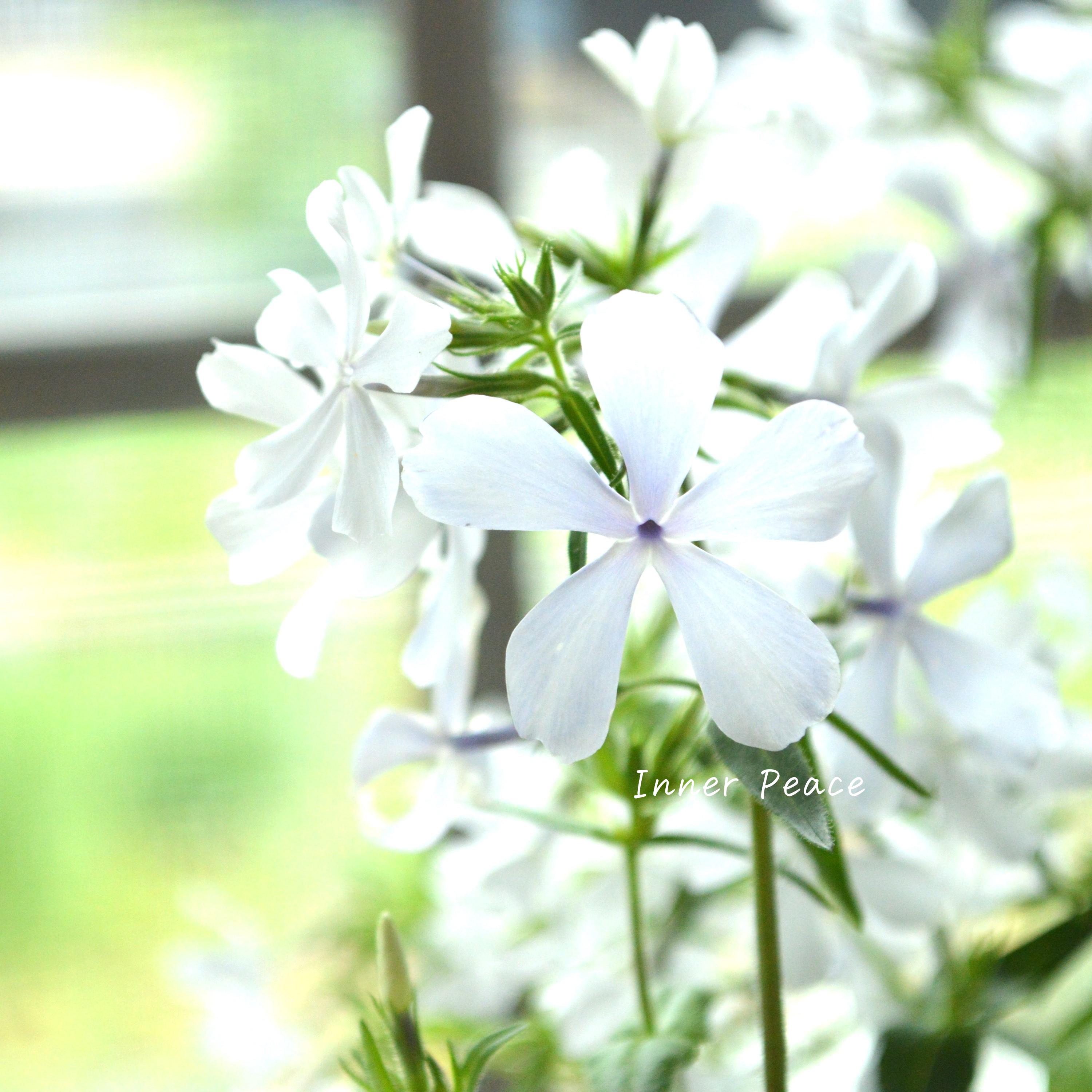 【宿根草】 フロックス 『ディバリガータ・ホワイトパフューム』 3寸POT