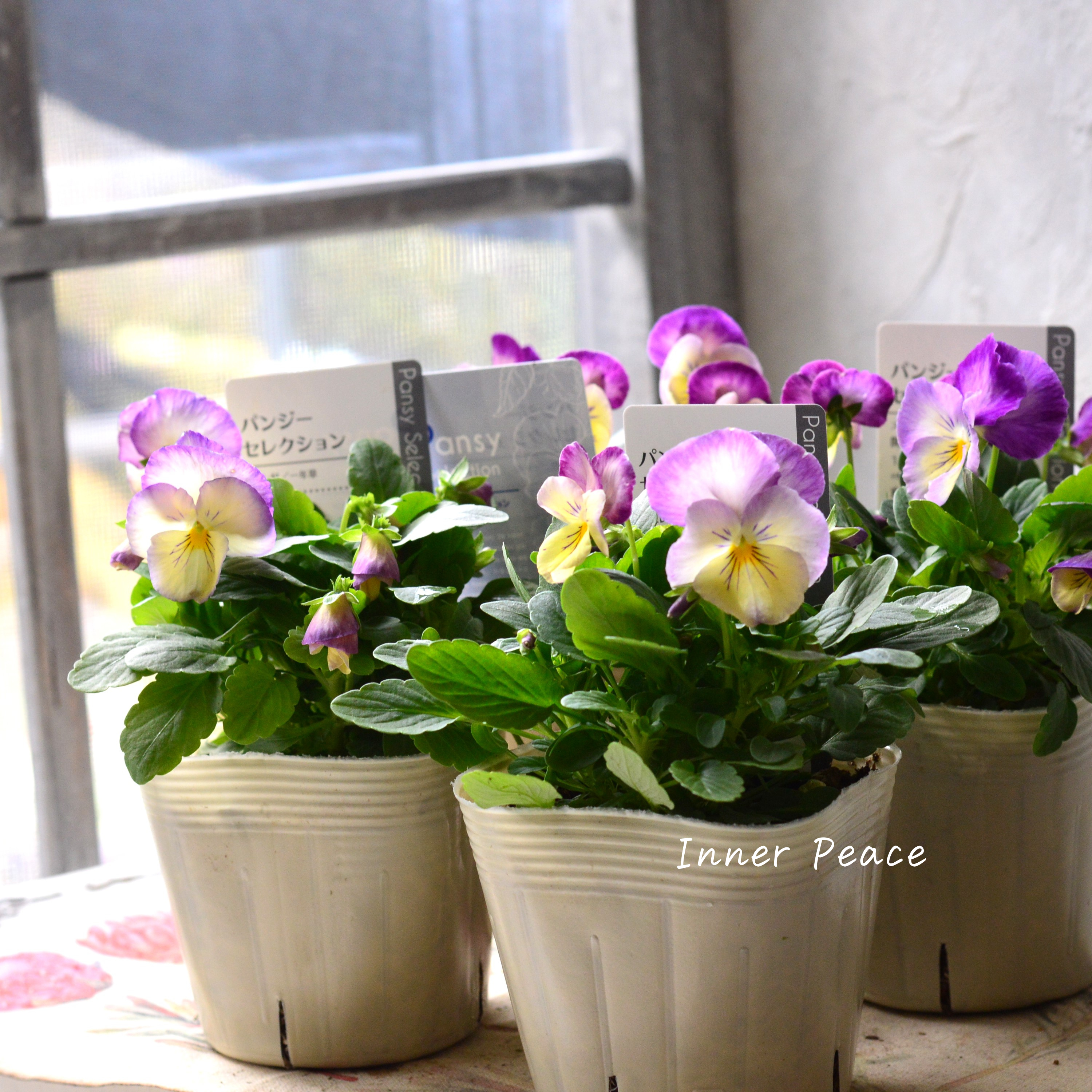 【かわいい】 パンジー 『わらく・クリームパープルピコティ』 3.5寸POT