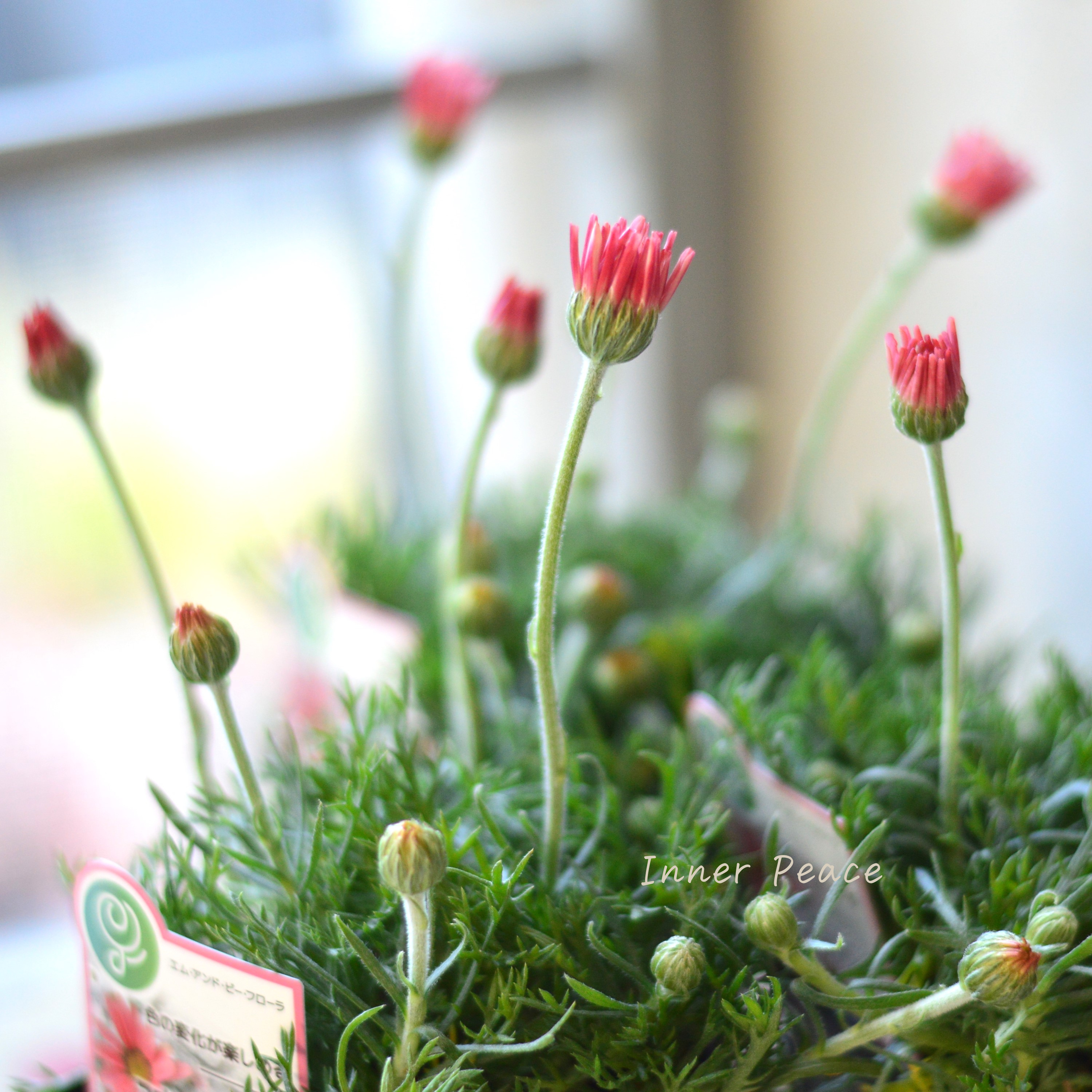 【大人かわいい】 ローダンセマム 『アプリコットジャム』 3.5寸POT