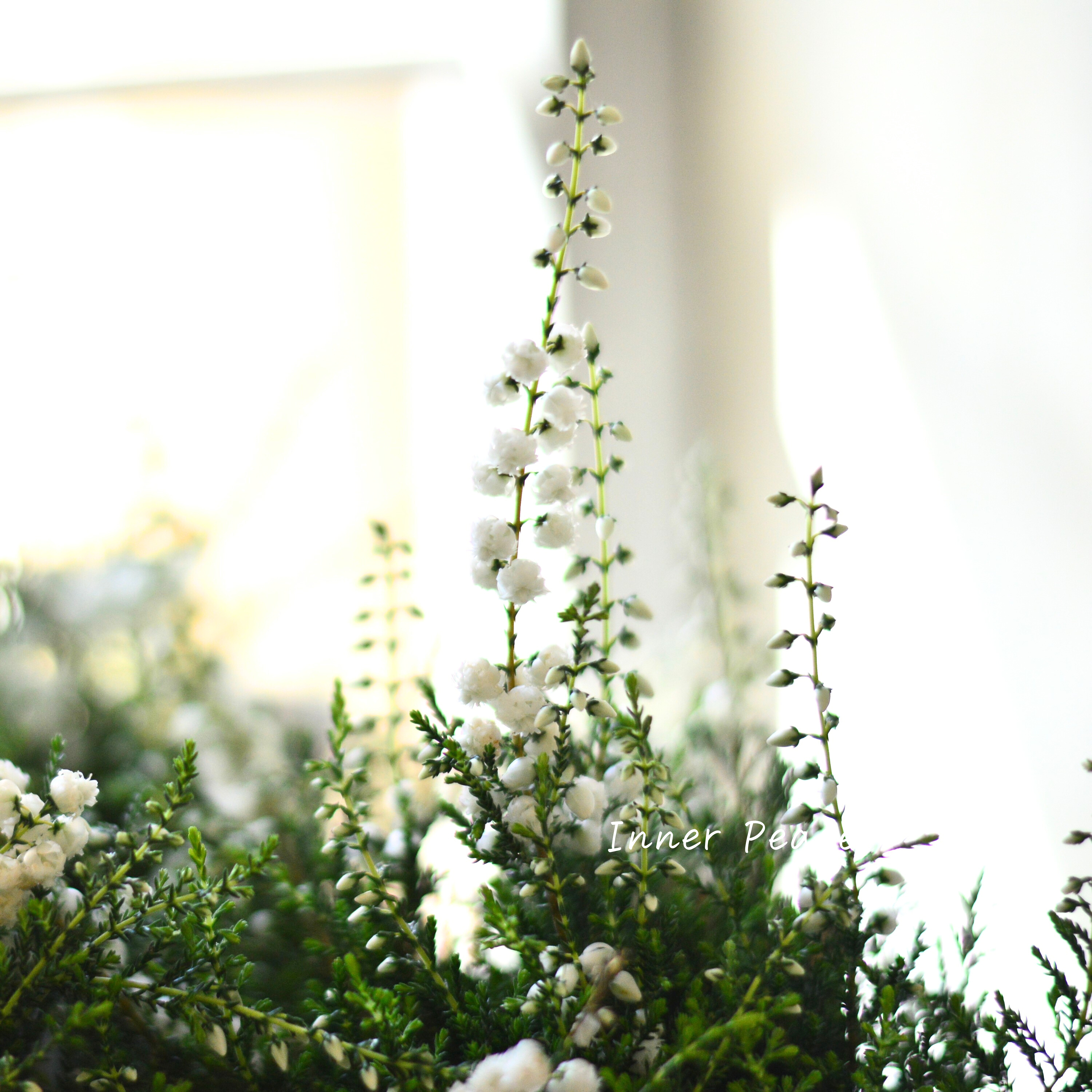 【豪華】 八重咲きカルーナ 『ホワイト』 3寸POT