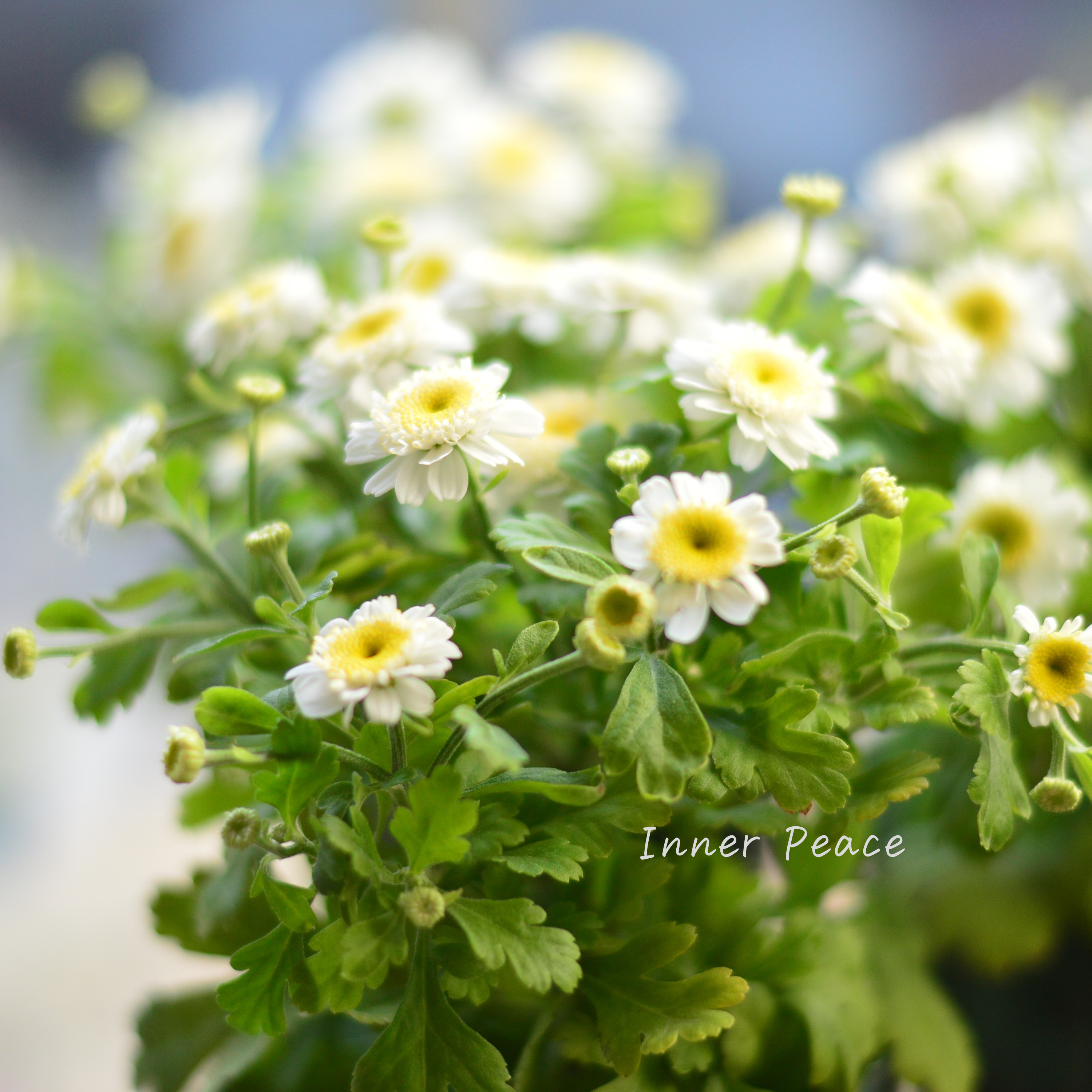 【かわいい】 マトリカリア 3寸POT