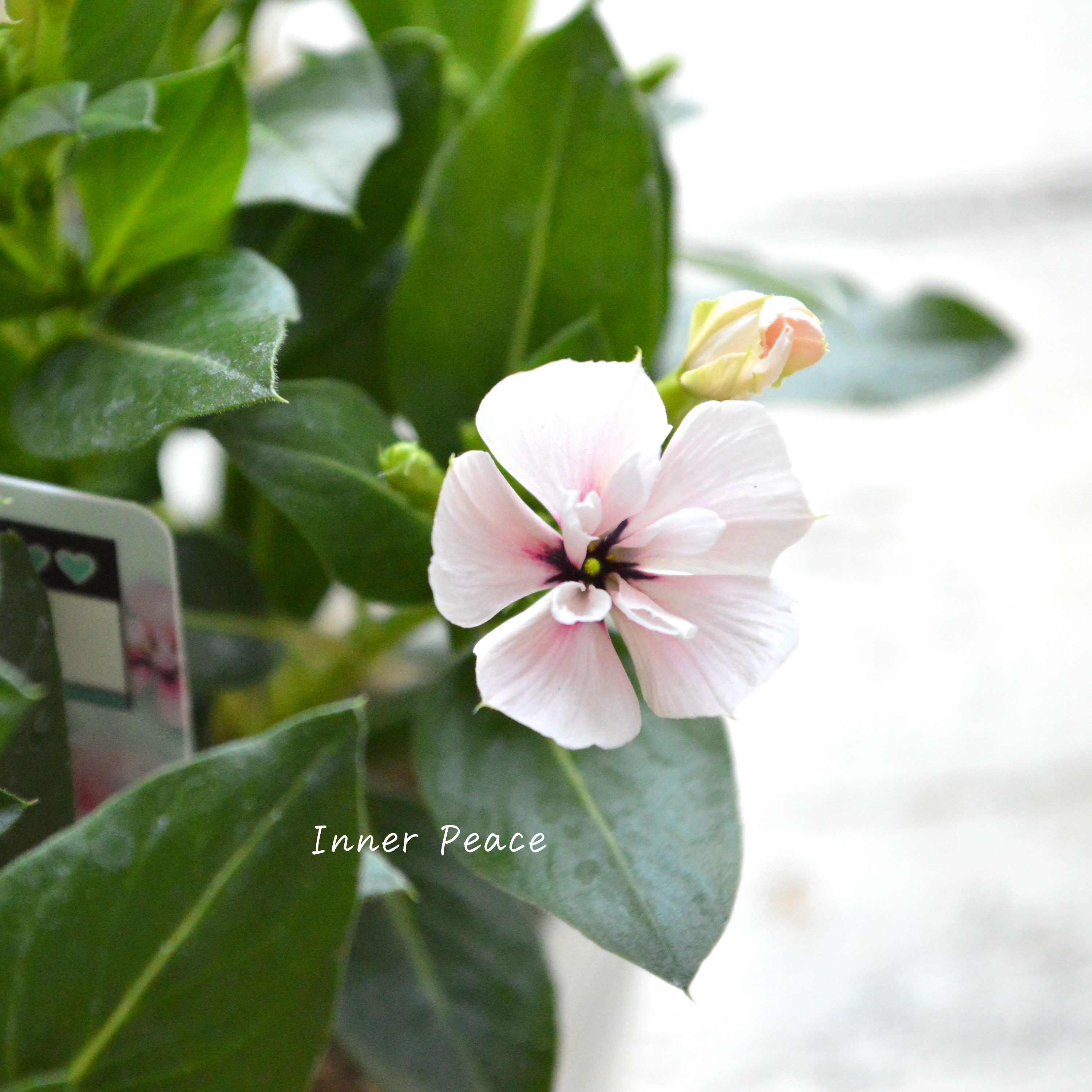 【北島園芸さん】 ニチニチソウ(八重咲き) 『ミラシリーズ・モネ』 3.5寸POT