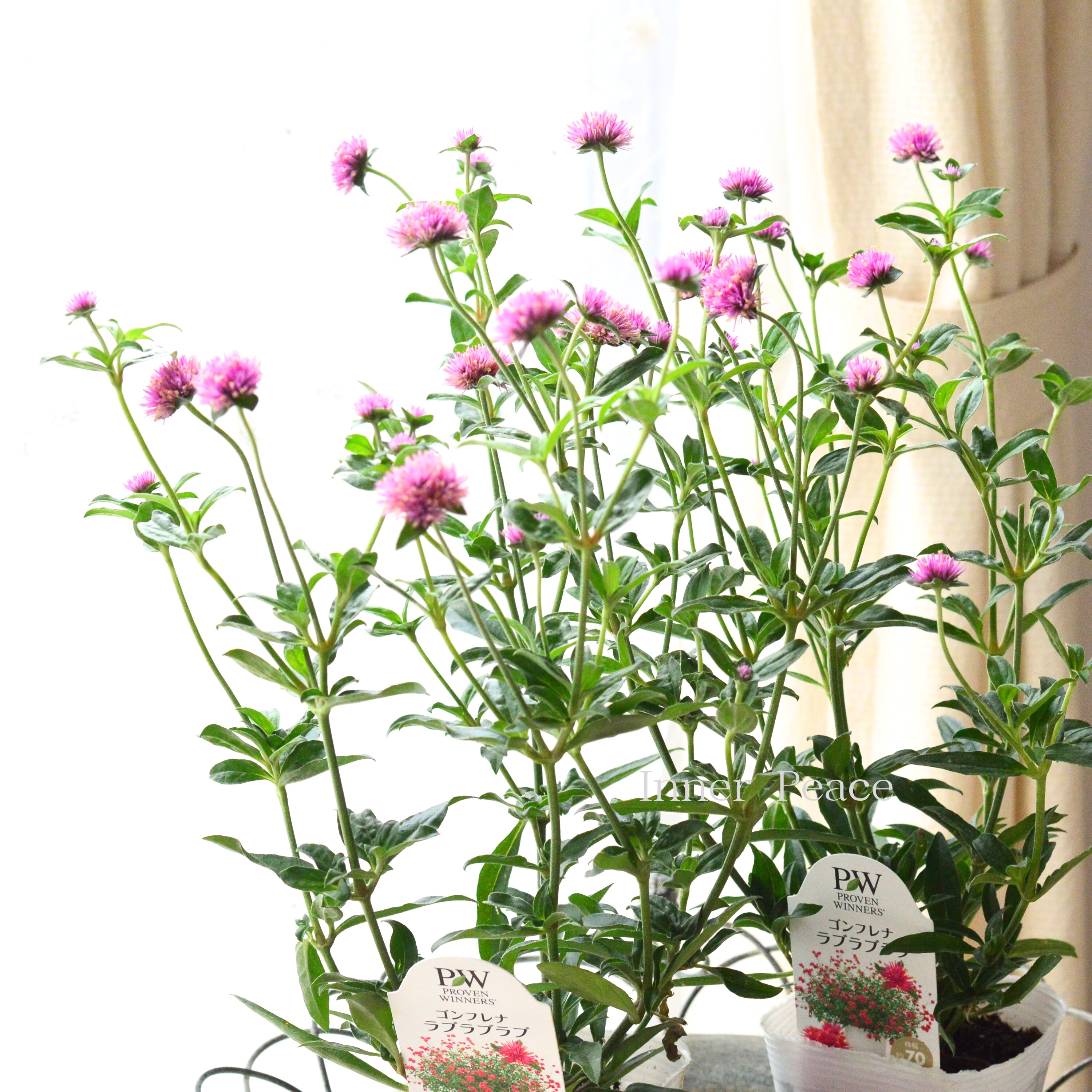 【暑さに強い】 ゴンフレナ 『ラブラブラブ』 3.5寸POT