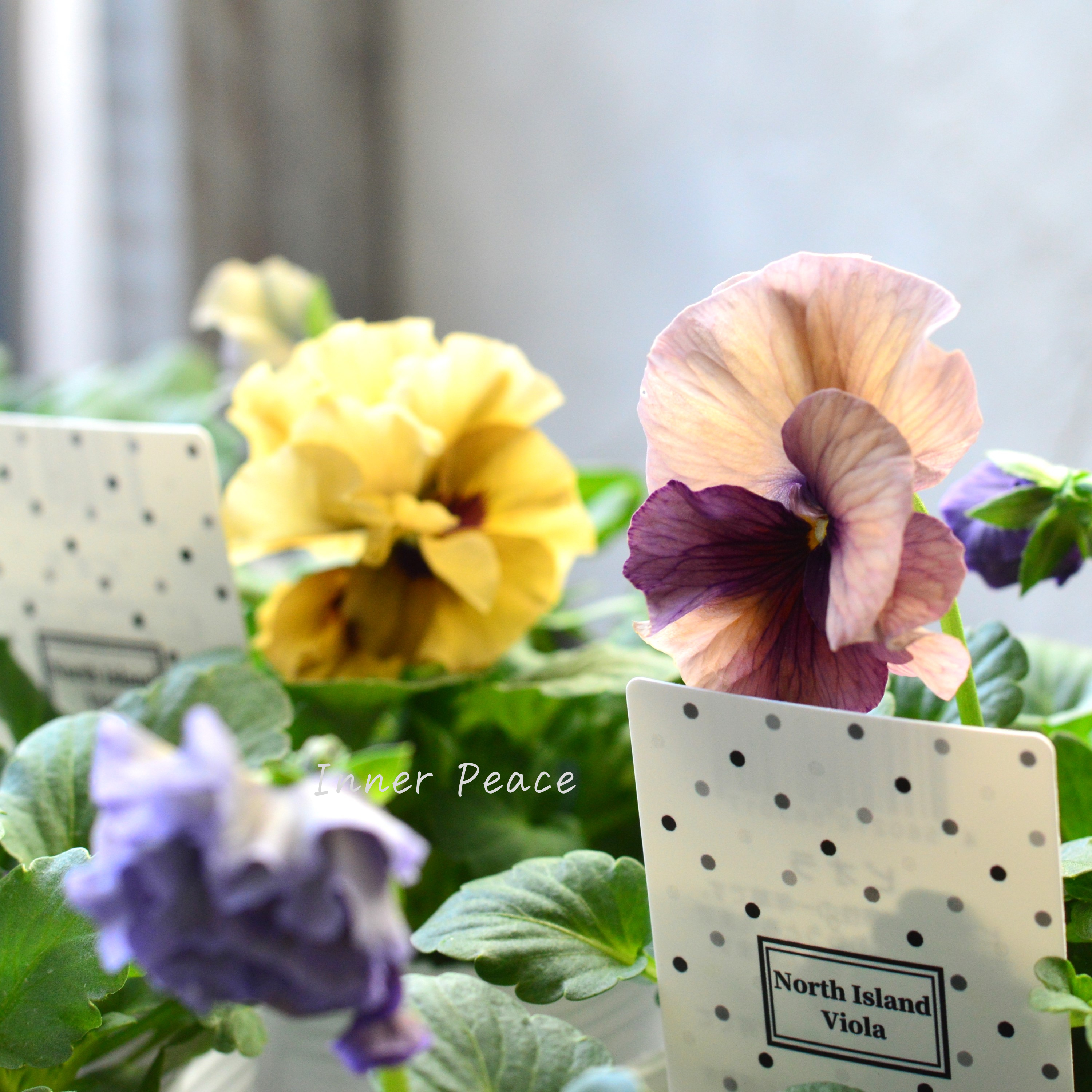 【八重咲き】 北島園芸さんの試作品ビオラ 『ふんわりフリル(仮)』 3.5寸POT