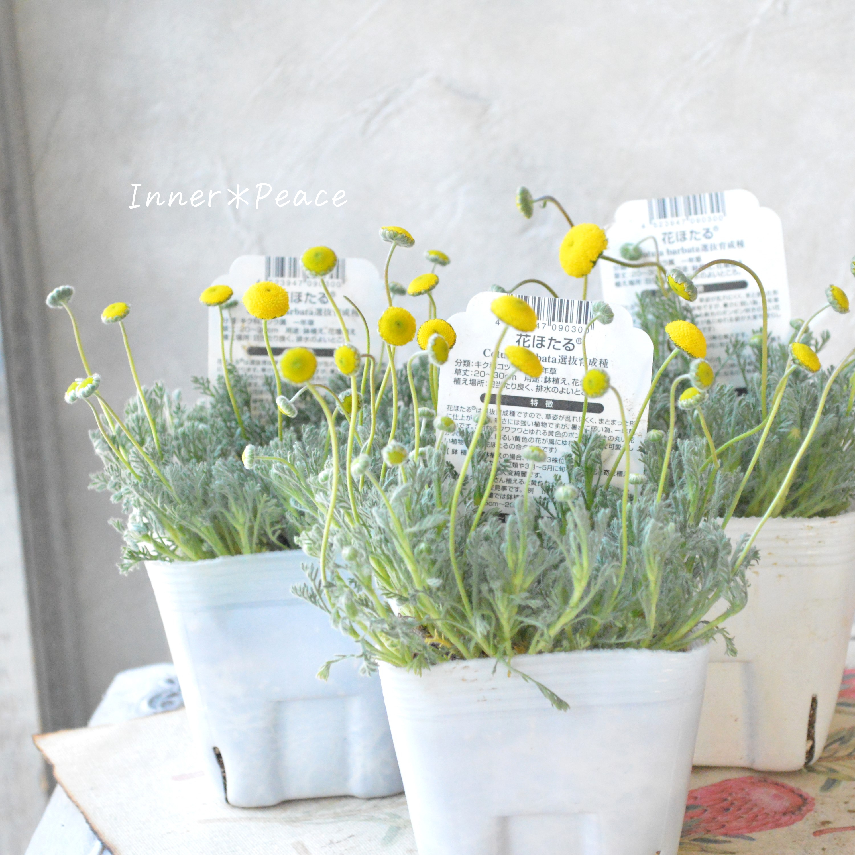 【かわいい】 コツラ・バルバータ 3~3.5寸POT