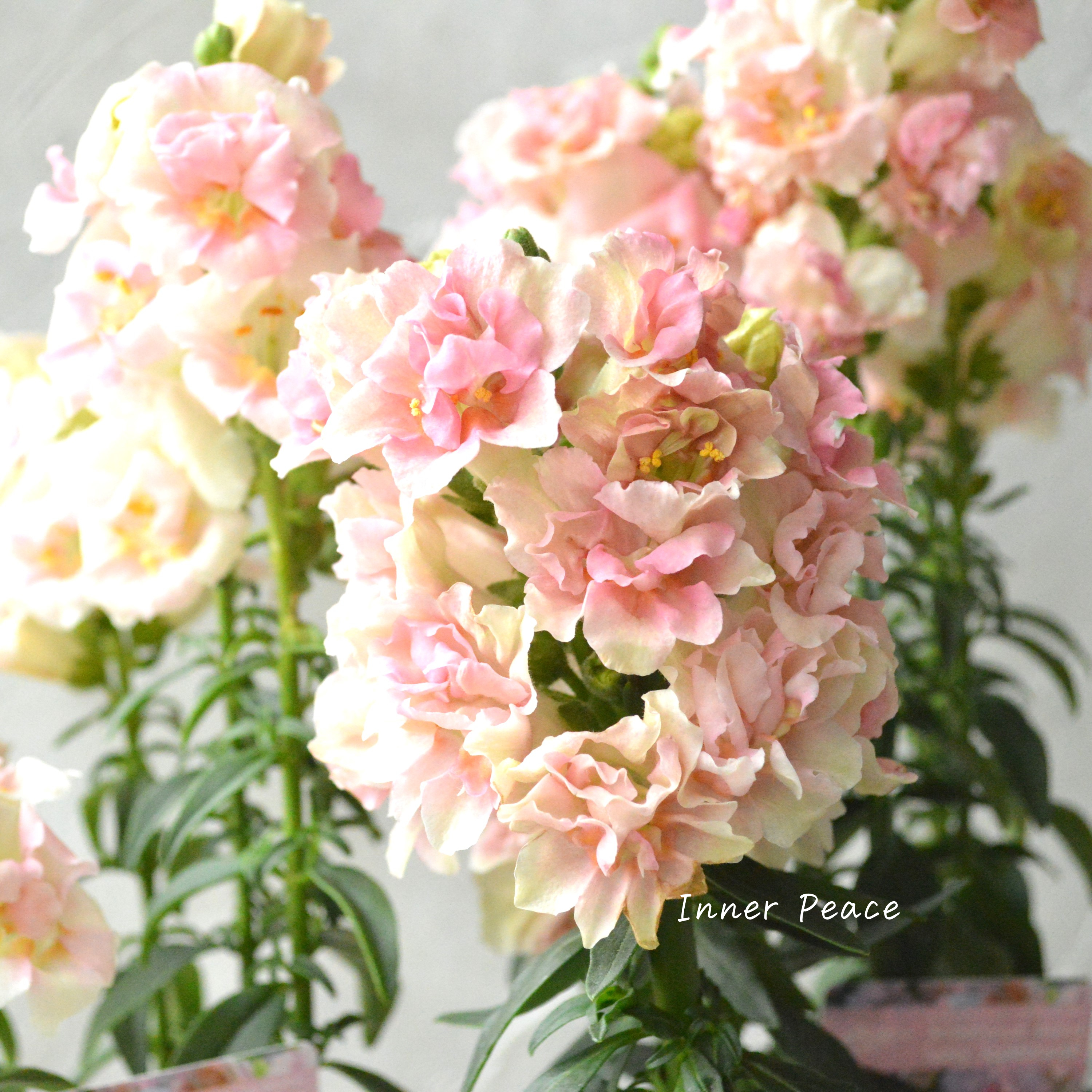 【かわいい】 奥田さん生産の キンギョソウ・トゥイニー 『アップルブロッサム』 3寸POT