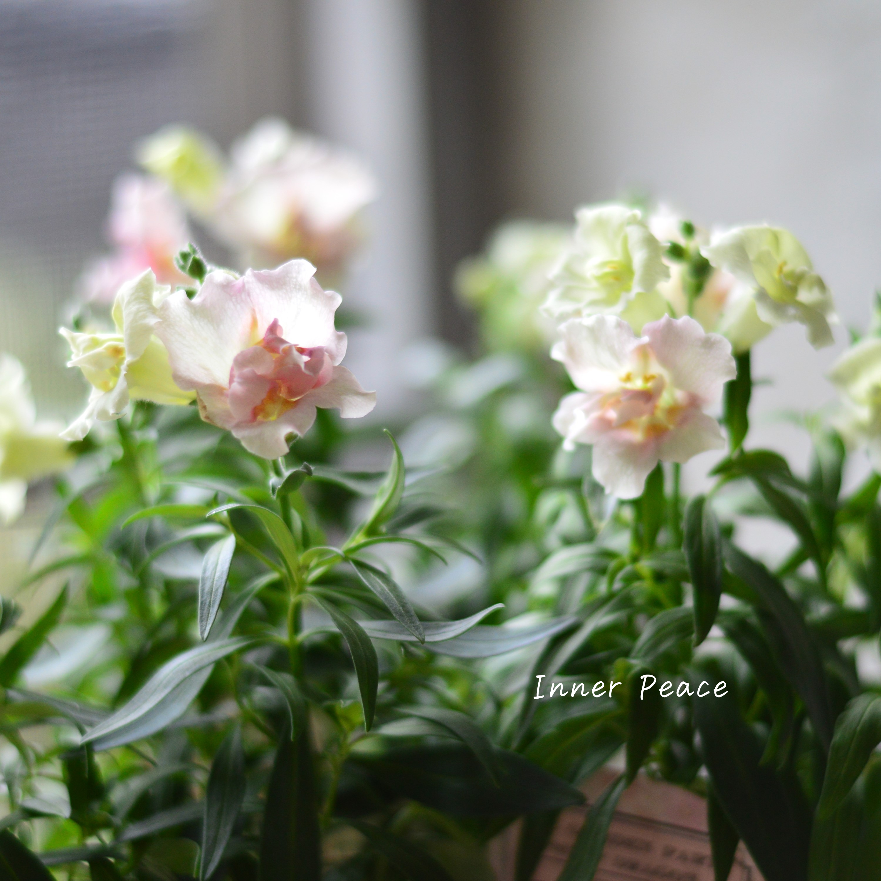 【かわいい】 キンギョソウ・トゥイニー 『アップルブロッサム』 3寸ロングPOT