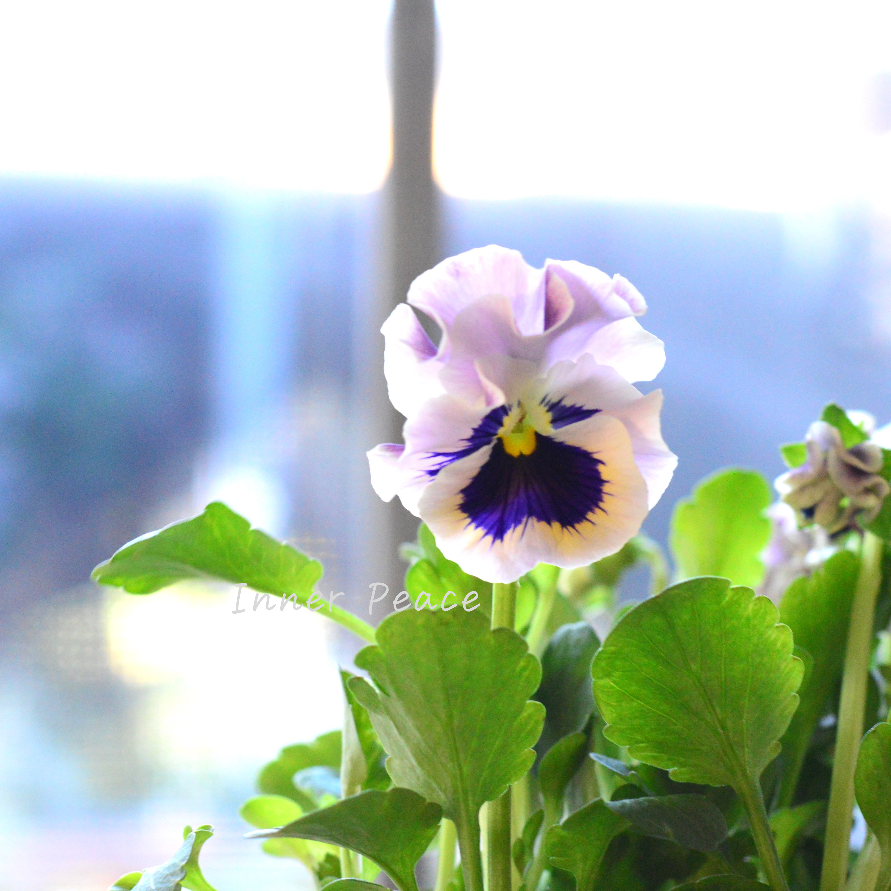 【花日和さんオリジナル】 フリル咲きパンジー 『ファルダ』 3.5寸POT