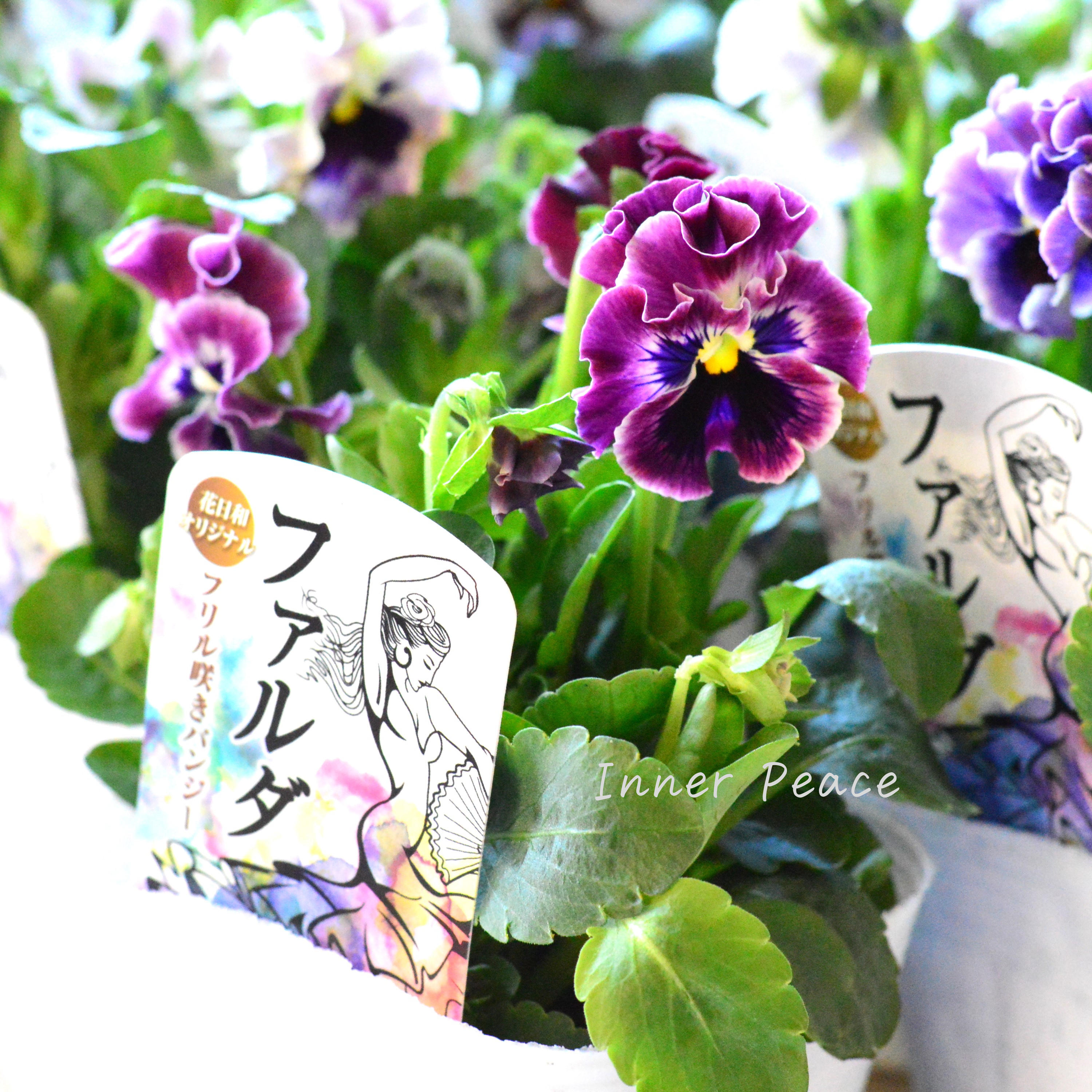 【花日和さんオリジナル】 フリル咲きパンジー 『ファルダ』 3.5寸POT