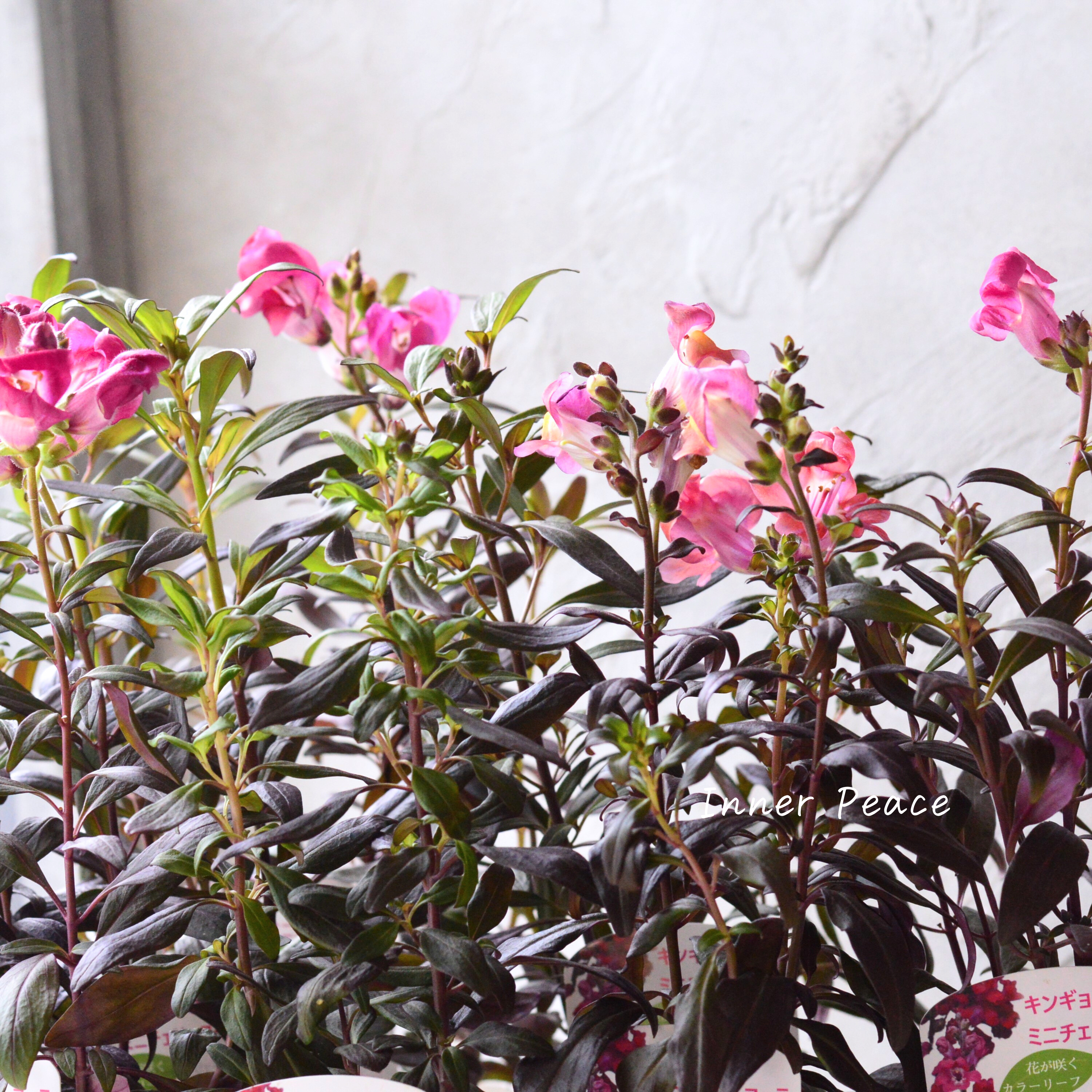 【シック】 キンギョソウ 『ミニチェリーコーラ』 3寸POT