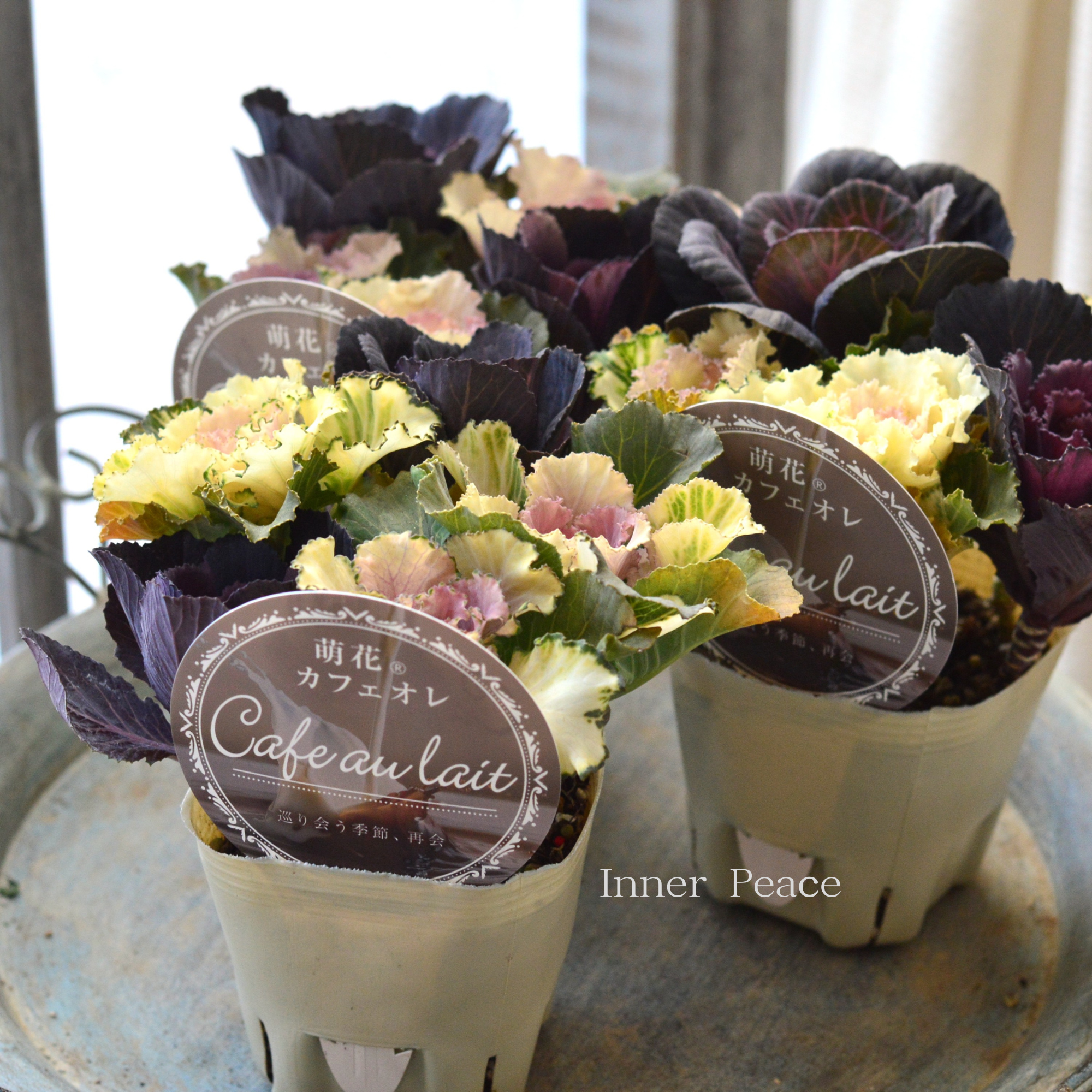 【アンティーク】 葉牡丹 『萌花 カフェオレ』 3寸POT