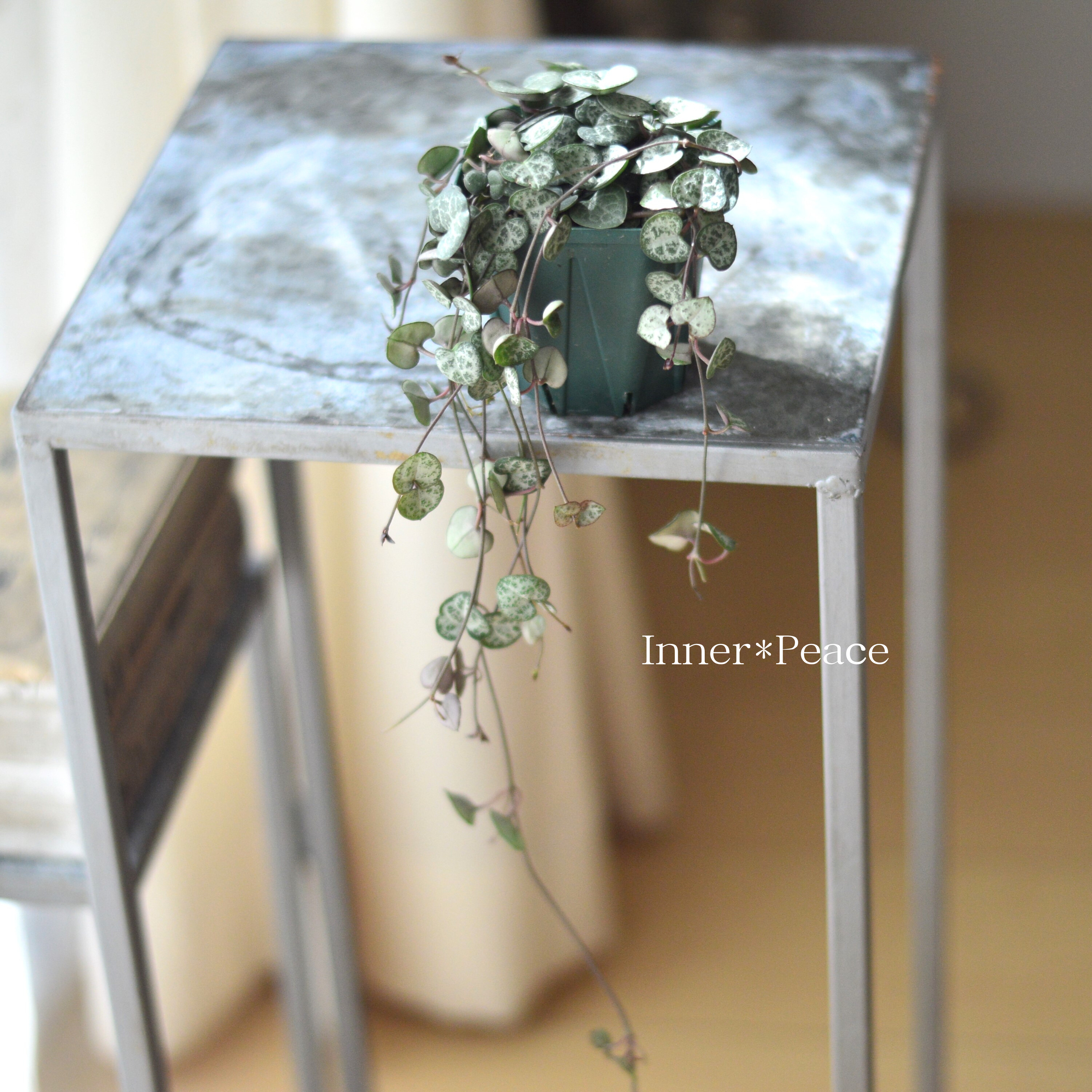 【かわいい】 ハートカズラ 3寸プラ鉢