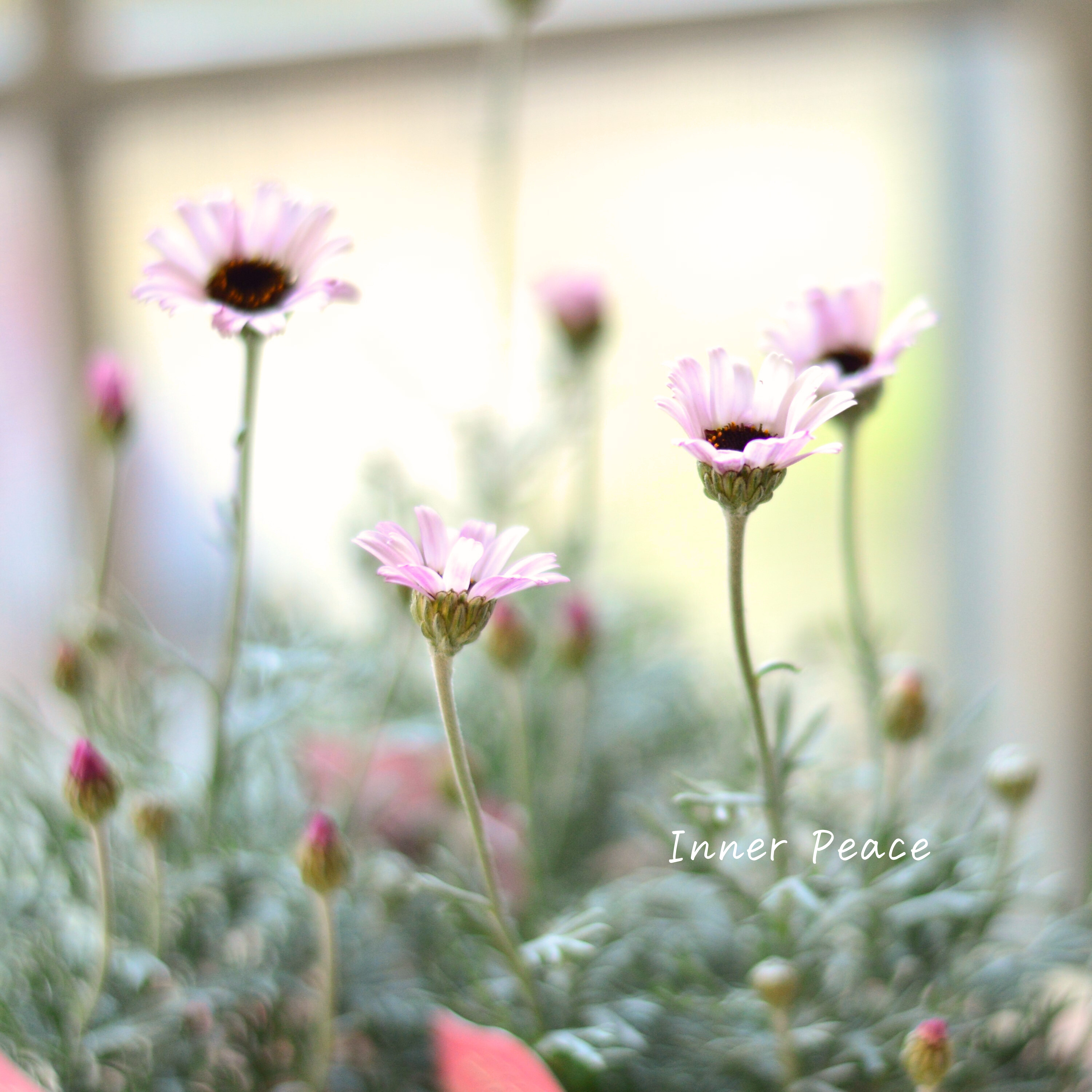 【大人かわいい】 ローダンセマム 『エルフピンク』 3.5寸ロングPOT