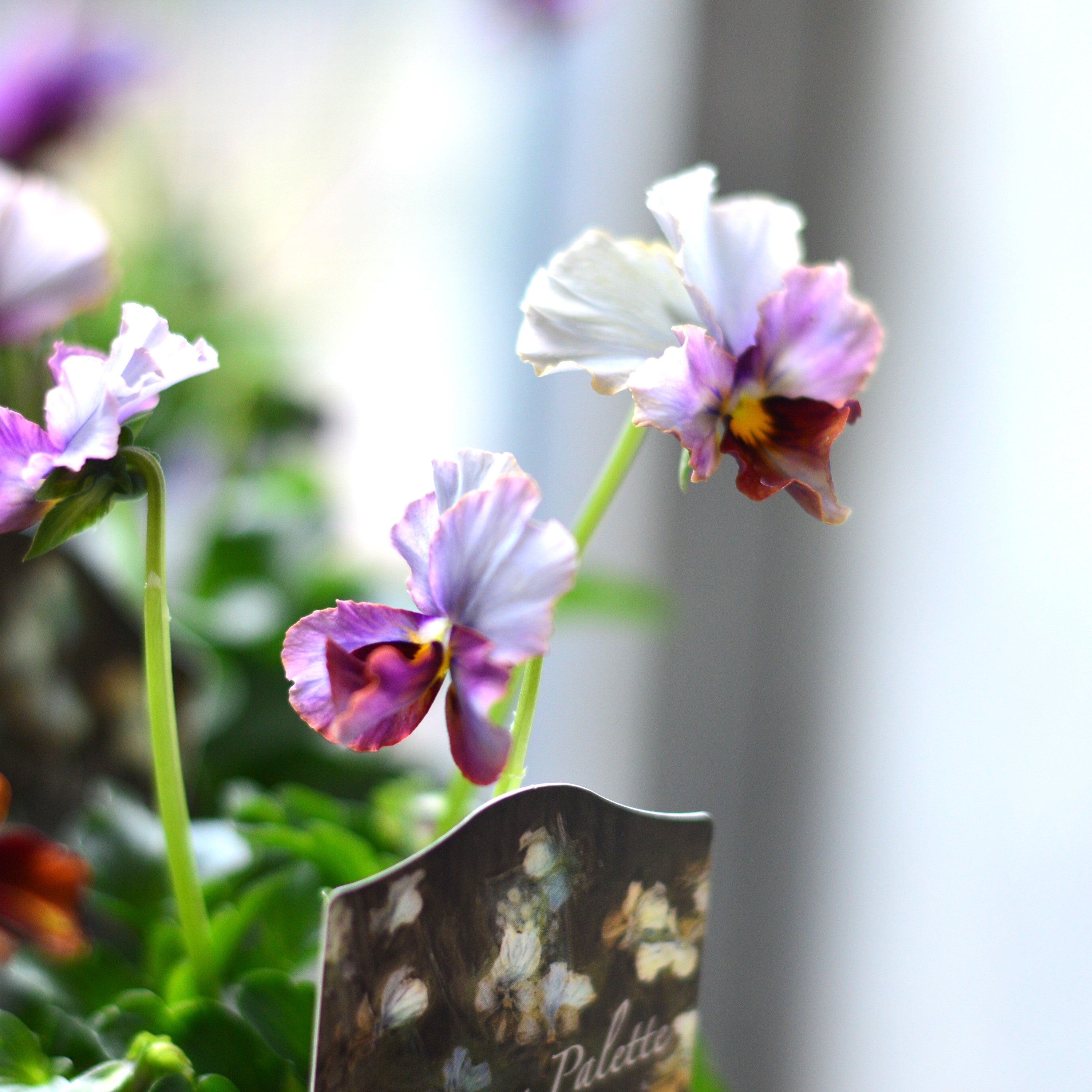 【希少】 ナラティブフラワーズさん 『パリアンパレット』 3寸ロングPOT