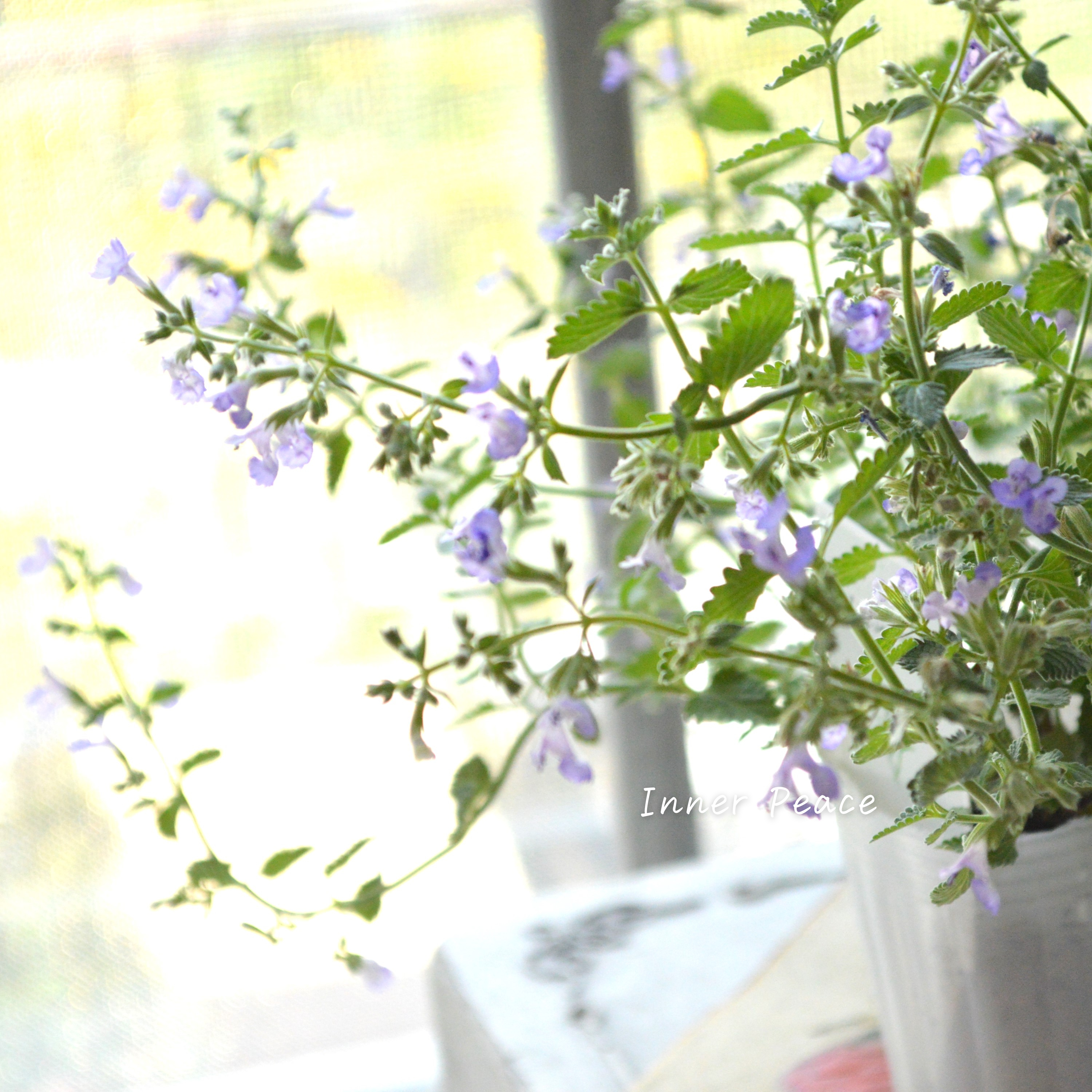 【宿根】 カラミンサ 『薄パープル』 2.5寸POT