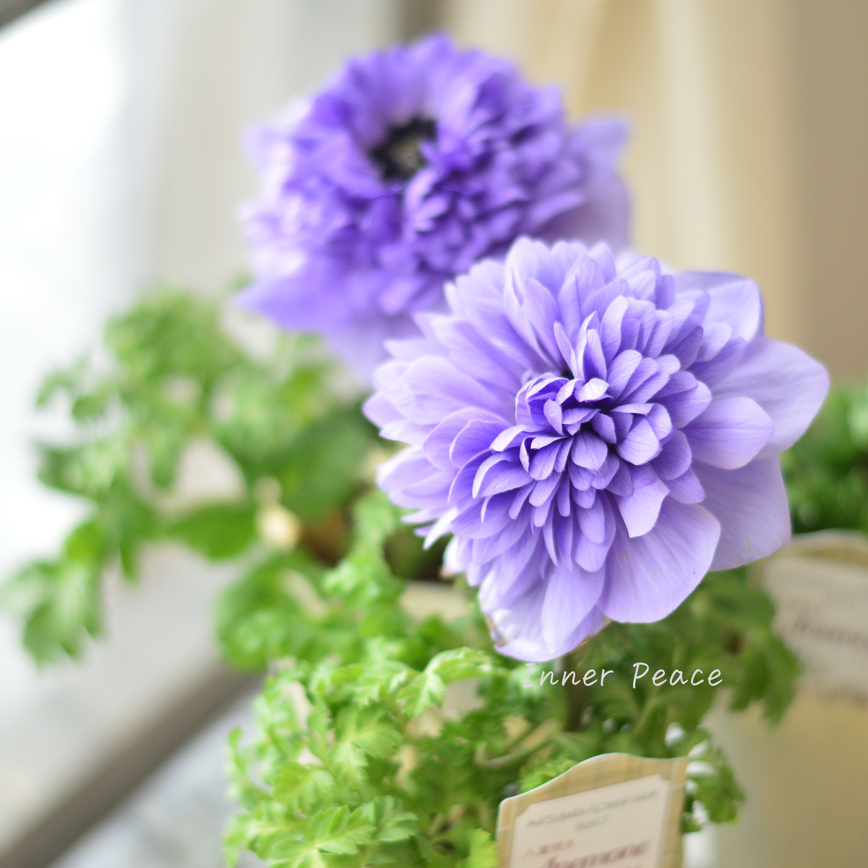 【希少】 アネモネ レバンテ 『アズーロ・ライトブルー』 3寸ロングPOT