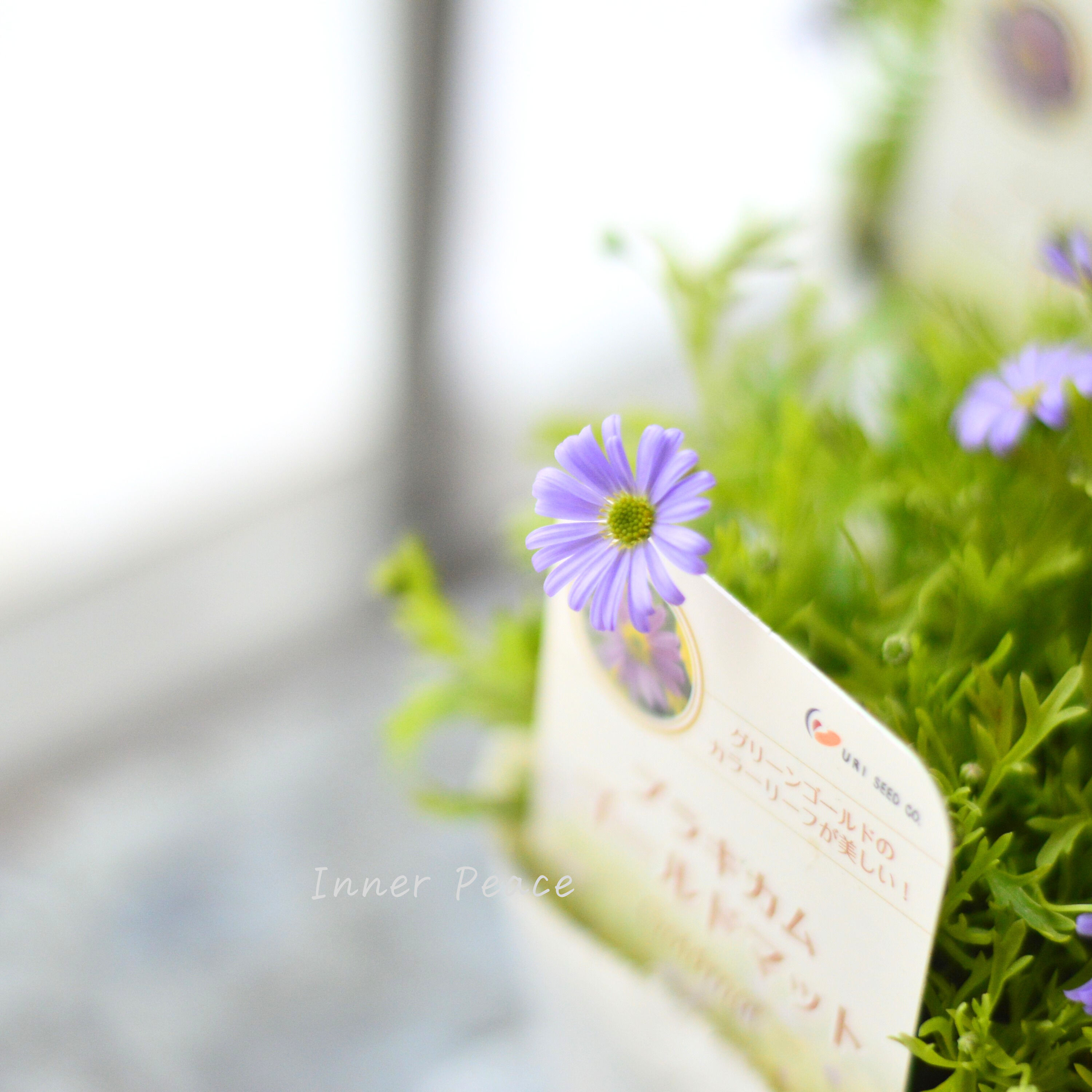 【開花期が長い】 ブラキカム 『ゴールドマット』 3~3.5寸POT