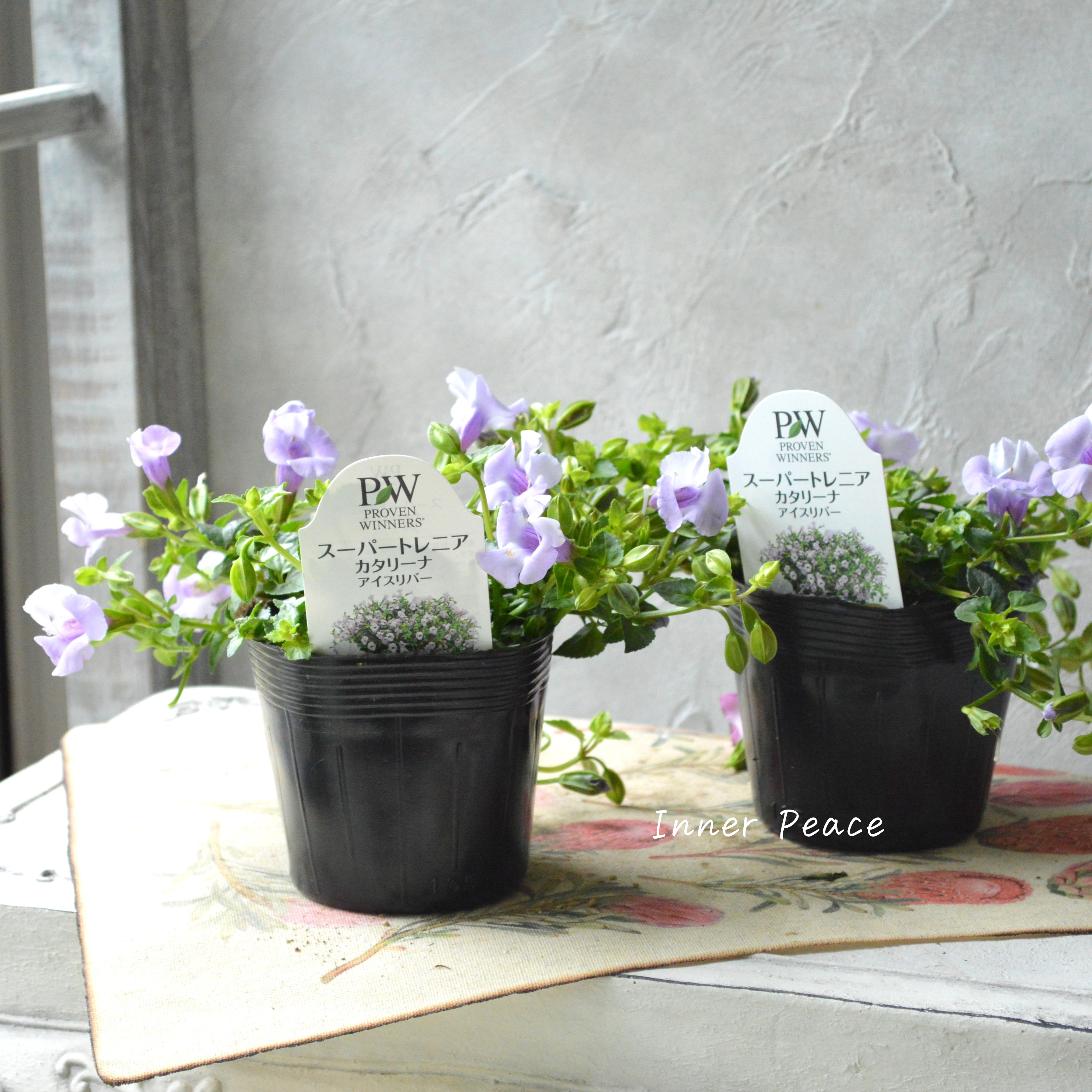 【PW】 スーパートレニア カタリーナ 『アイスリバー』 3.5寸POT