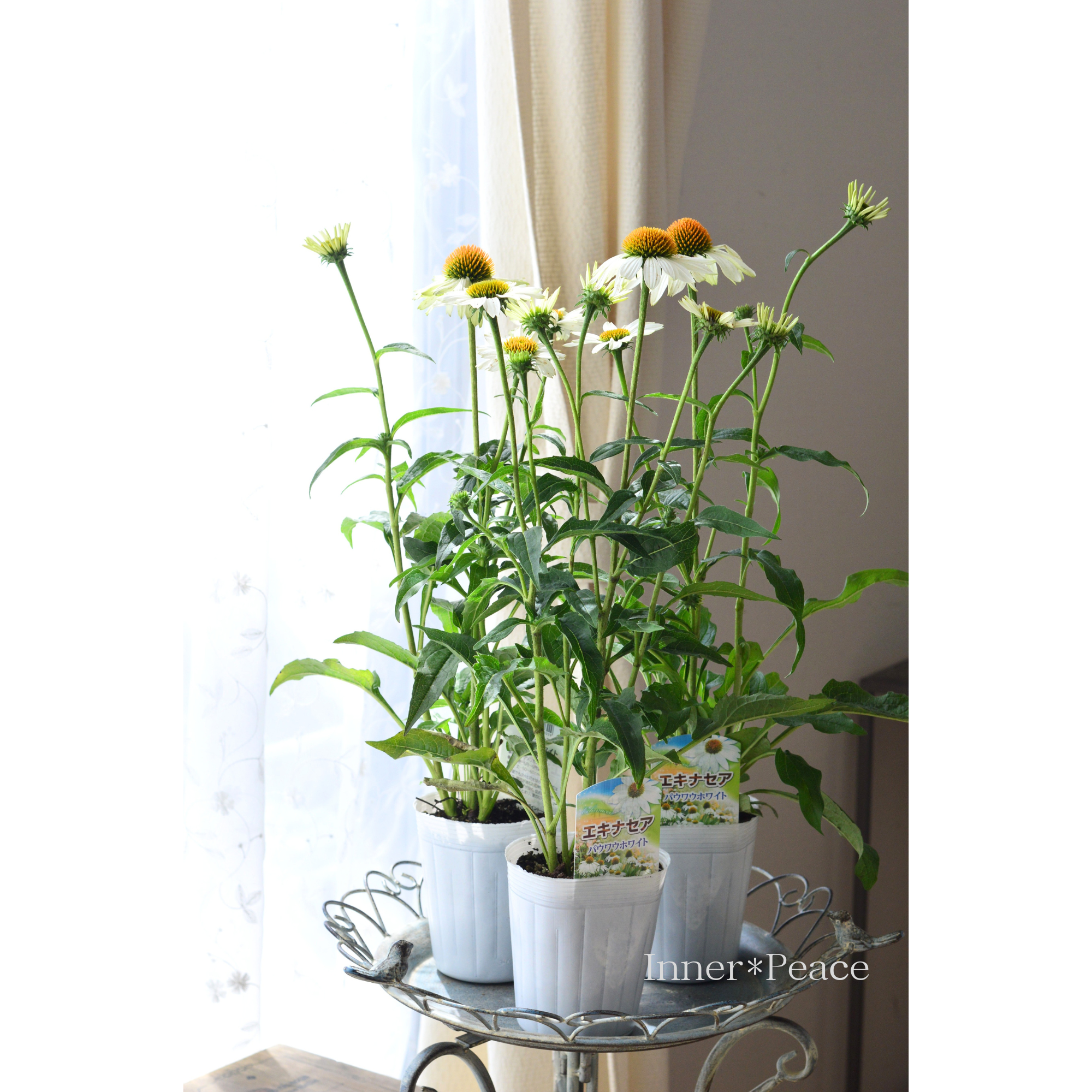 【暑さ寒さに強い】 エキナセア 『パウワウ・ホワイト』 3.5寸ロングPOT
