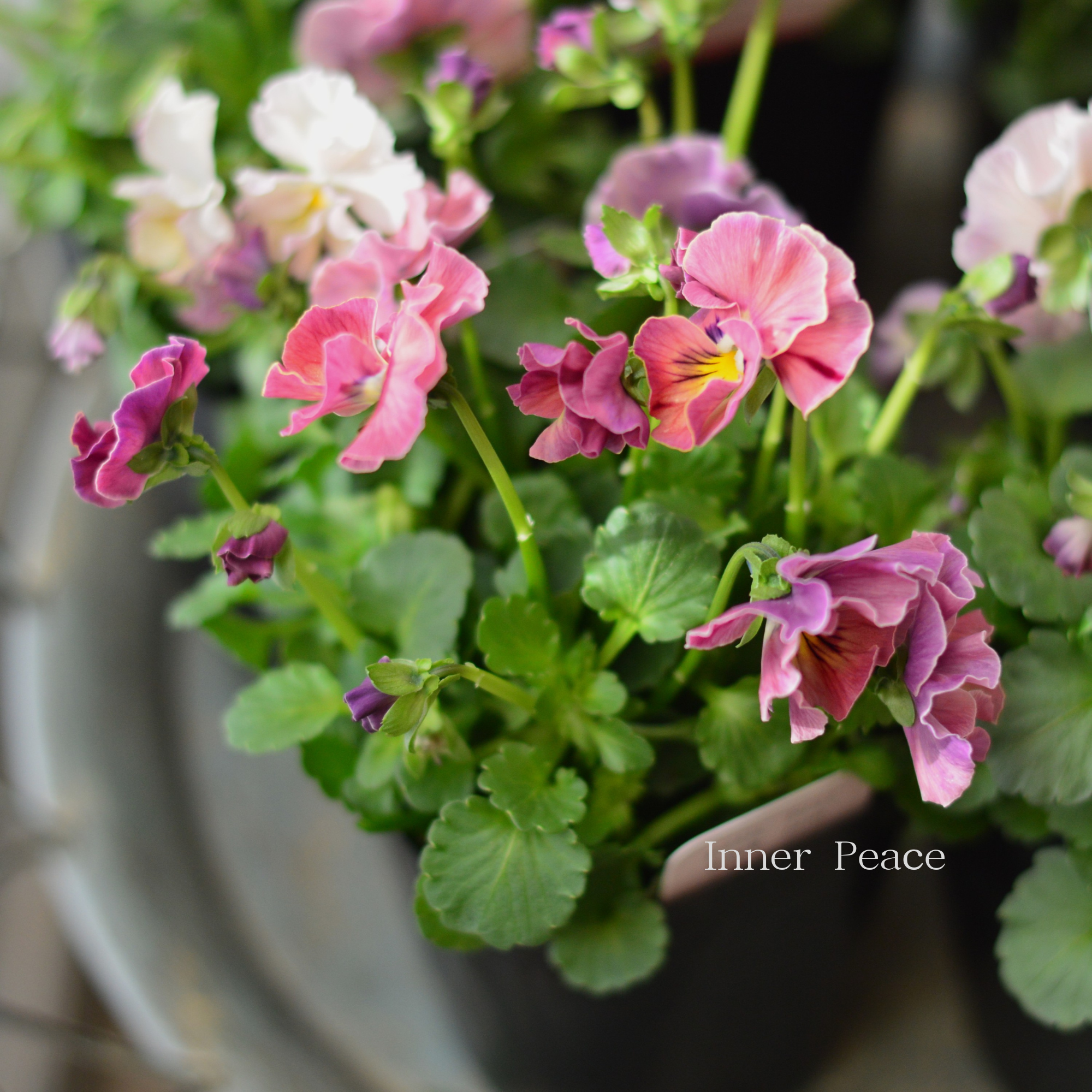 【ハルグリンさん】 ビオラ 『プティフール・ピンクジャム』 3寸POT