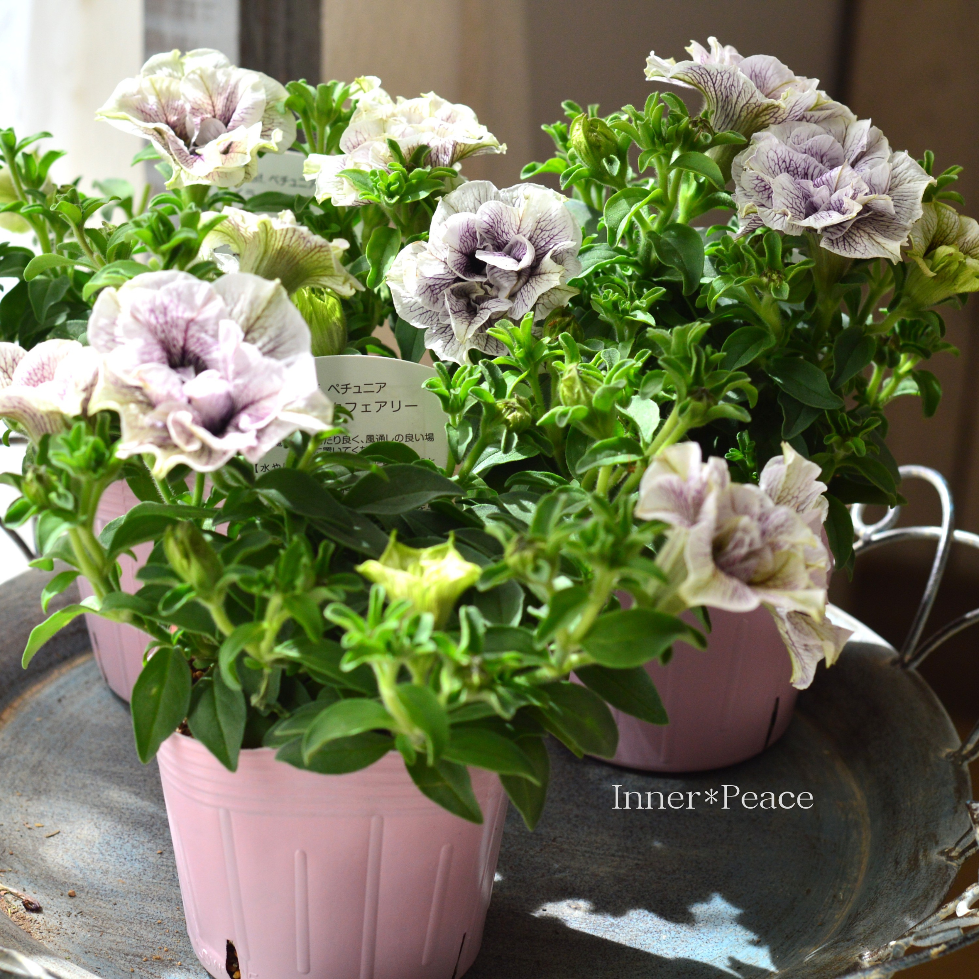 【桂楓園さんオリジナル】 ペチュニア 『ライラックフェアリー』 3.5寸POT