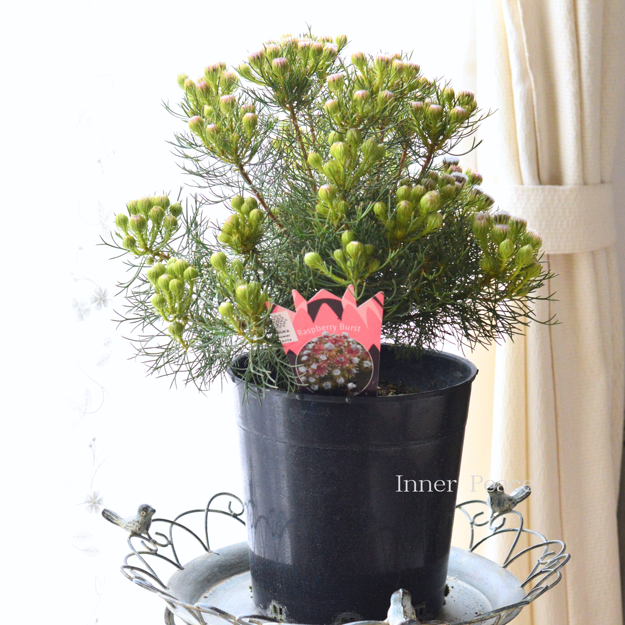 【大苗】 ジョーイセルリア 『ラズベリーバースト』 7号鉢