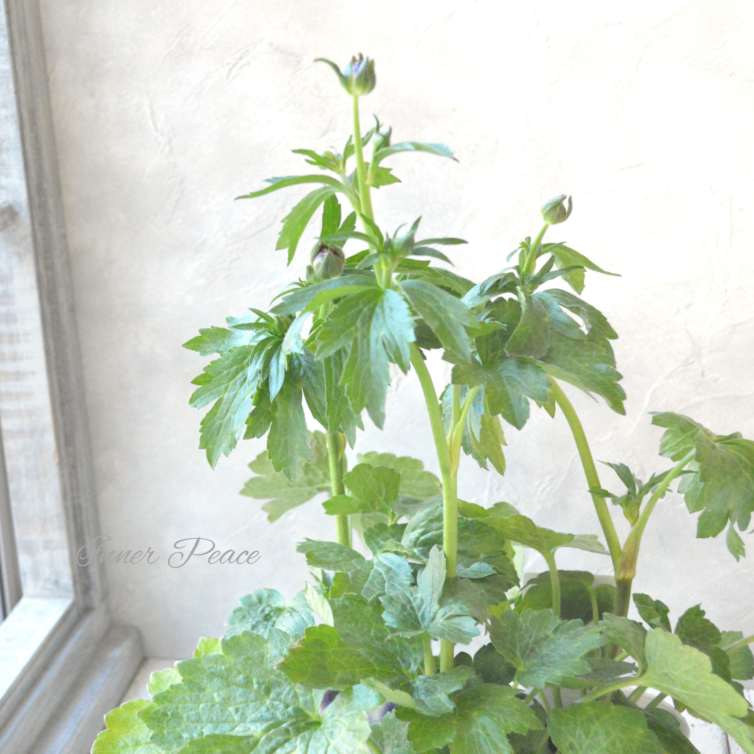 【美しい】 ラナンキュラス・ラックス 『ティーバ』 3.5寸POT