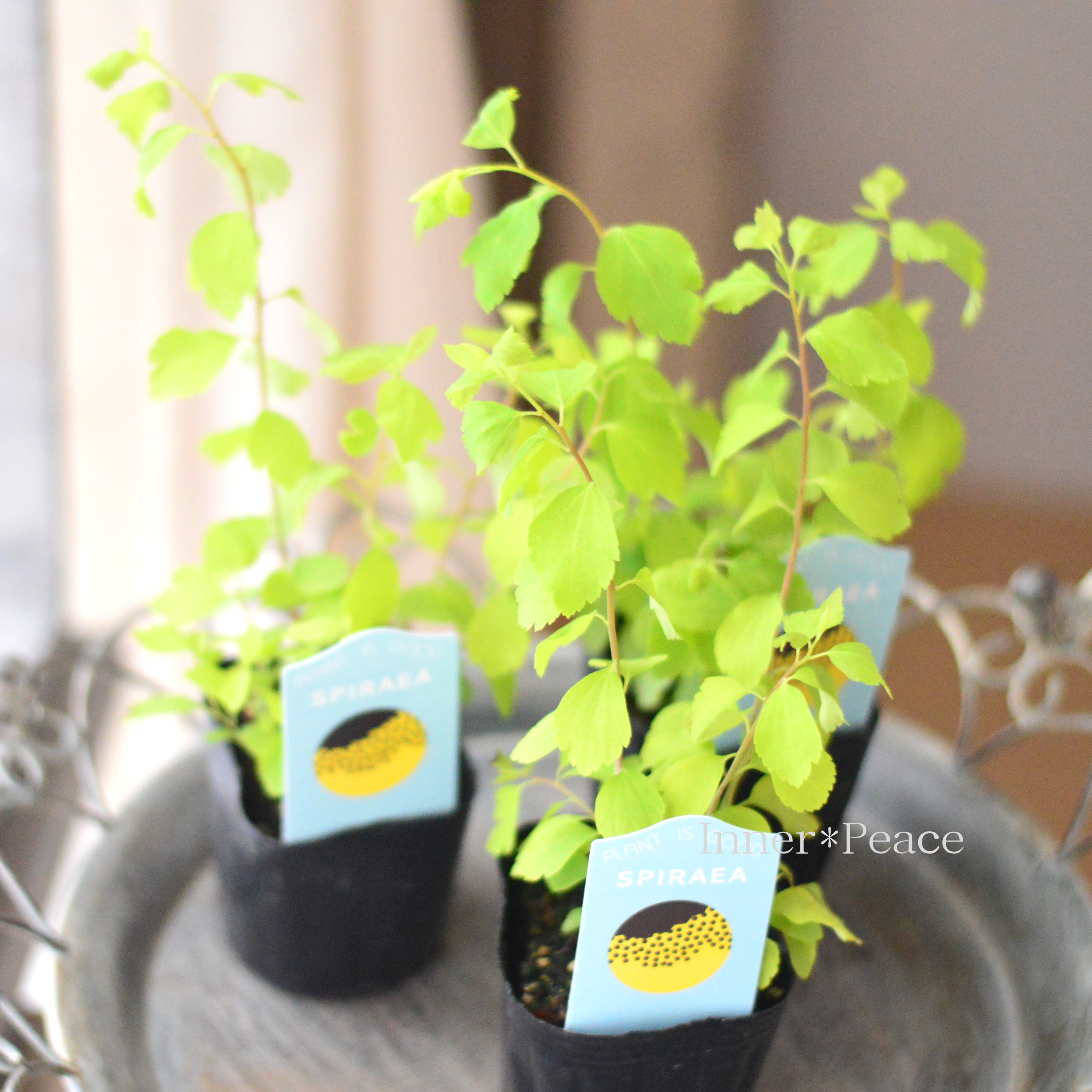 【美しい】 こでまり 『ゴールドファウンテン』 3寸POT