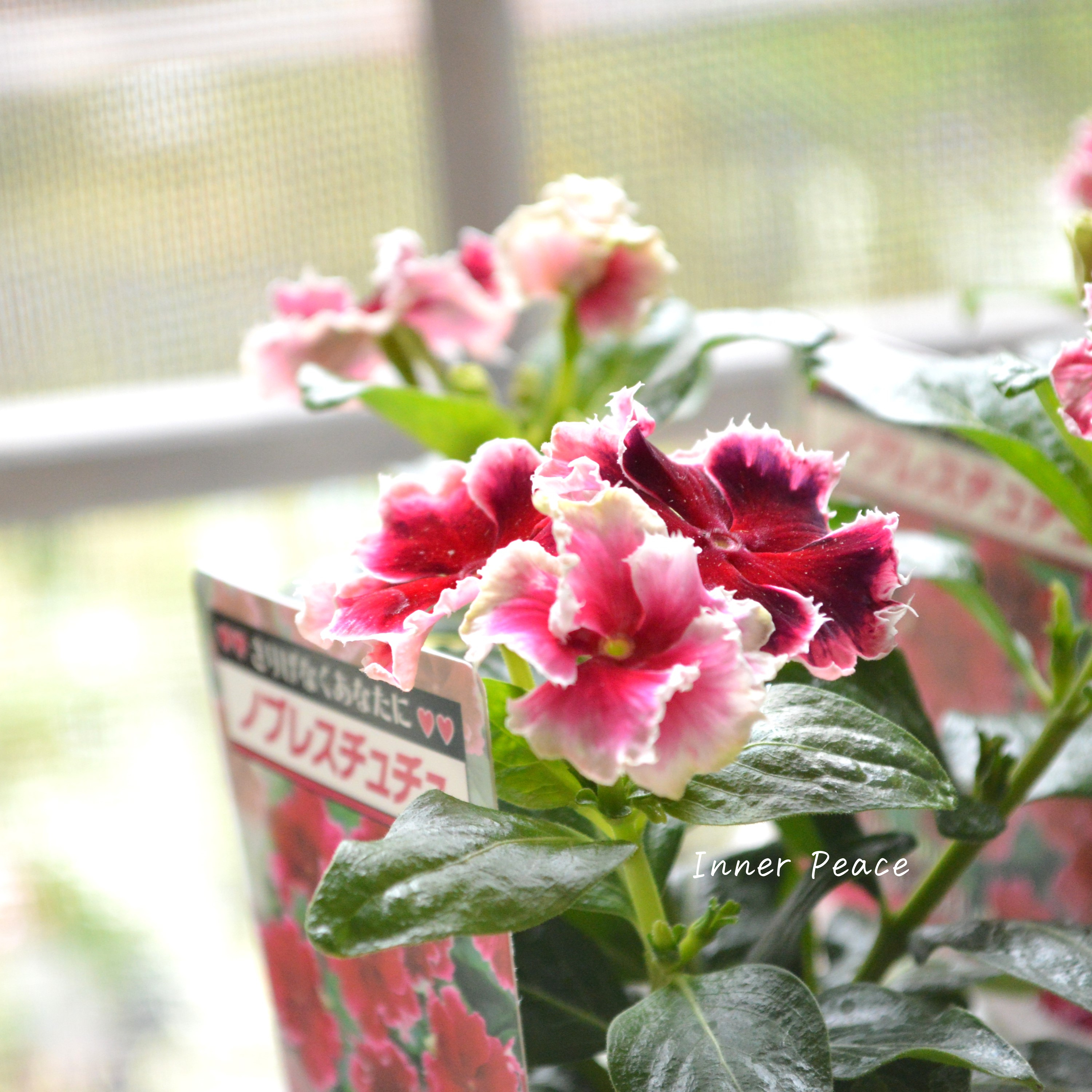 【北島園芸さん】 ニチニチソウ 『ノブレスチュチュ』 3.5寸POT