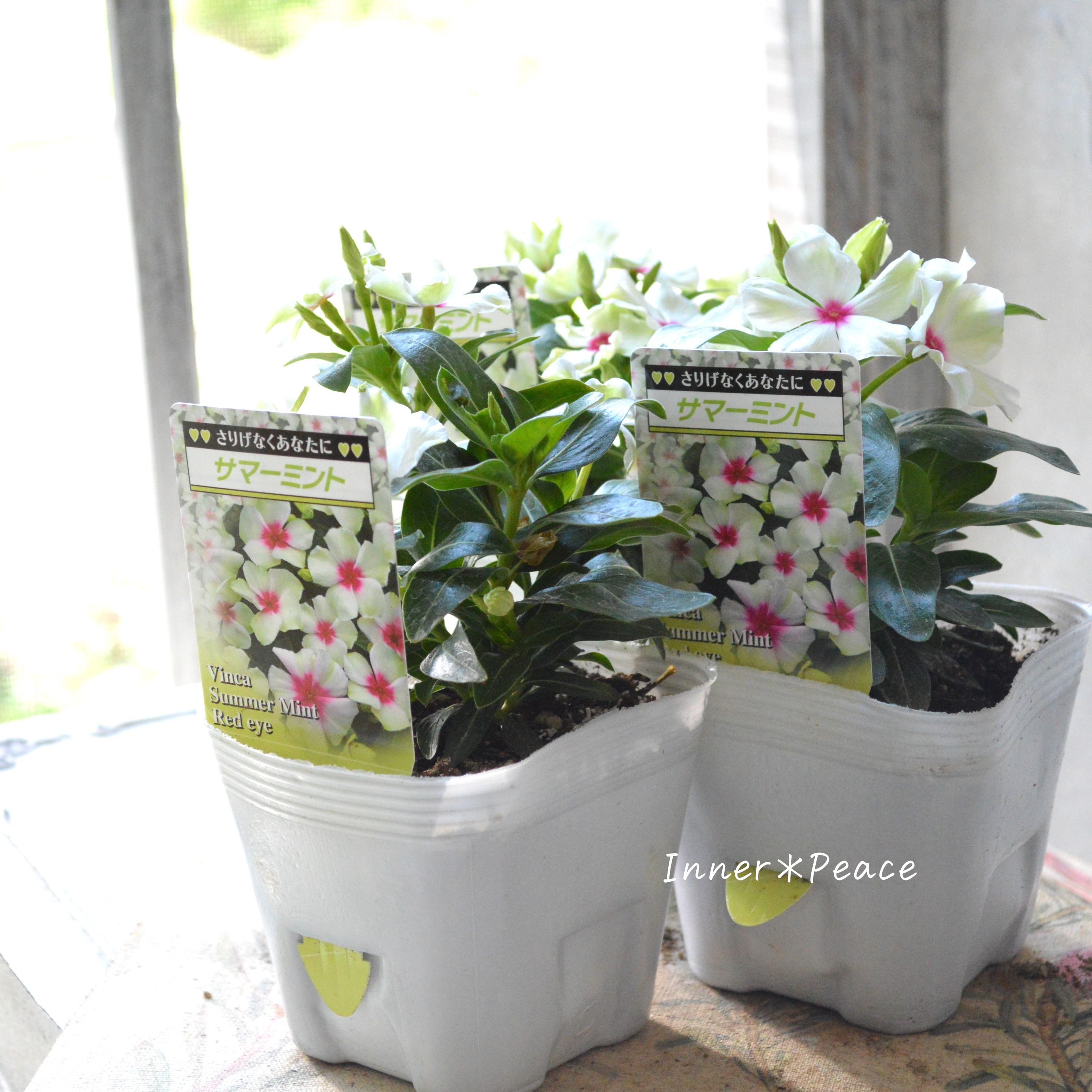 【北島園芸さん】 ニチニチソウ 『サマーミント・レッドアイ』 3.5寸POT