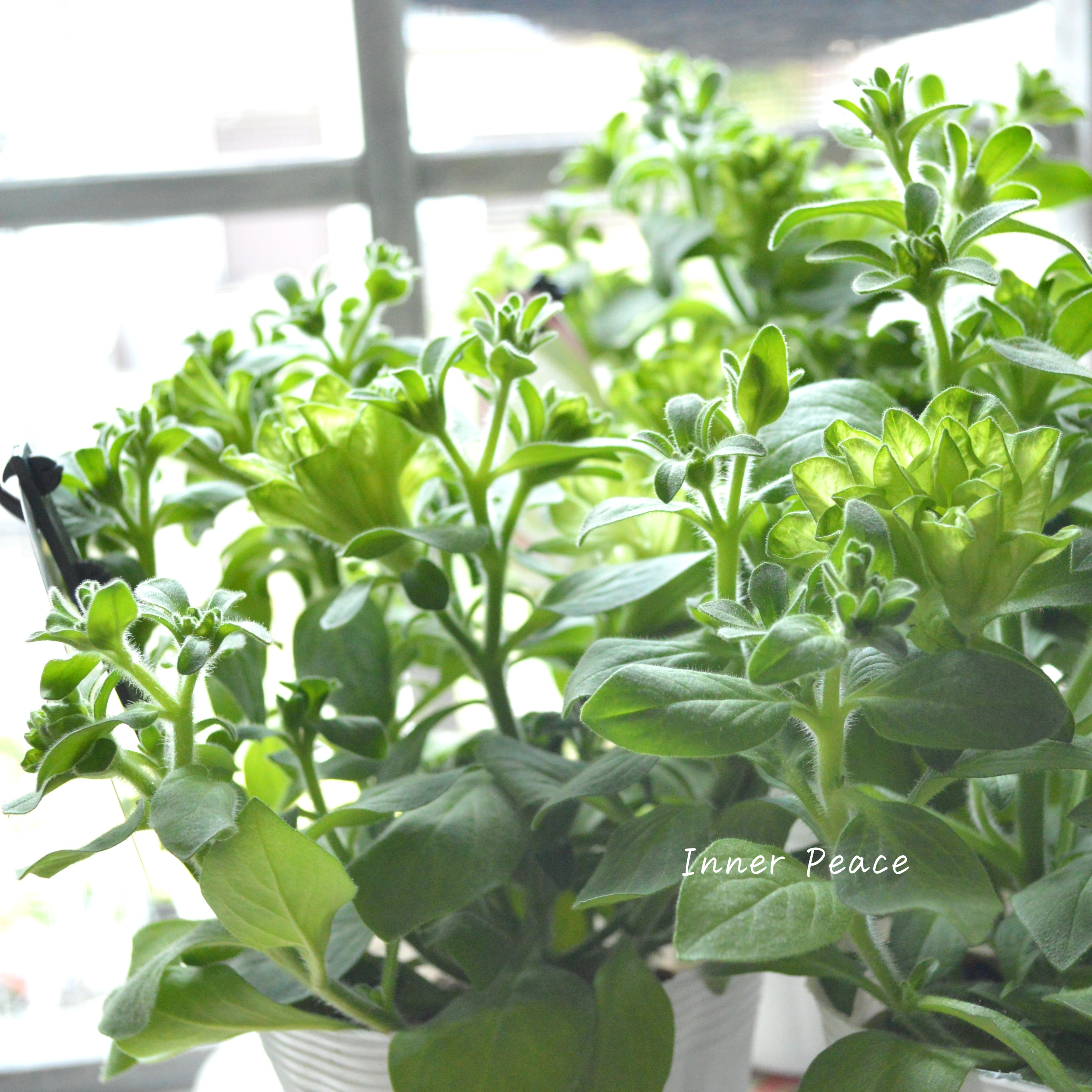 【ガルテン湘南さん】 ペチュニア 『湘南ヴェルデ』 3.5寸POT