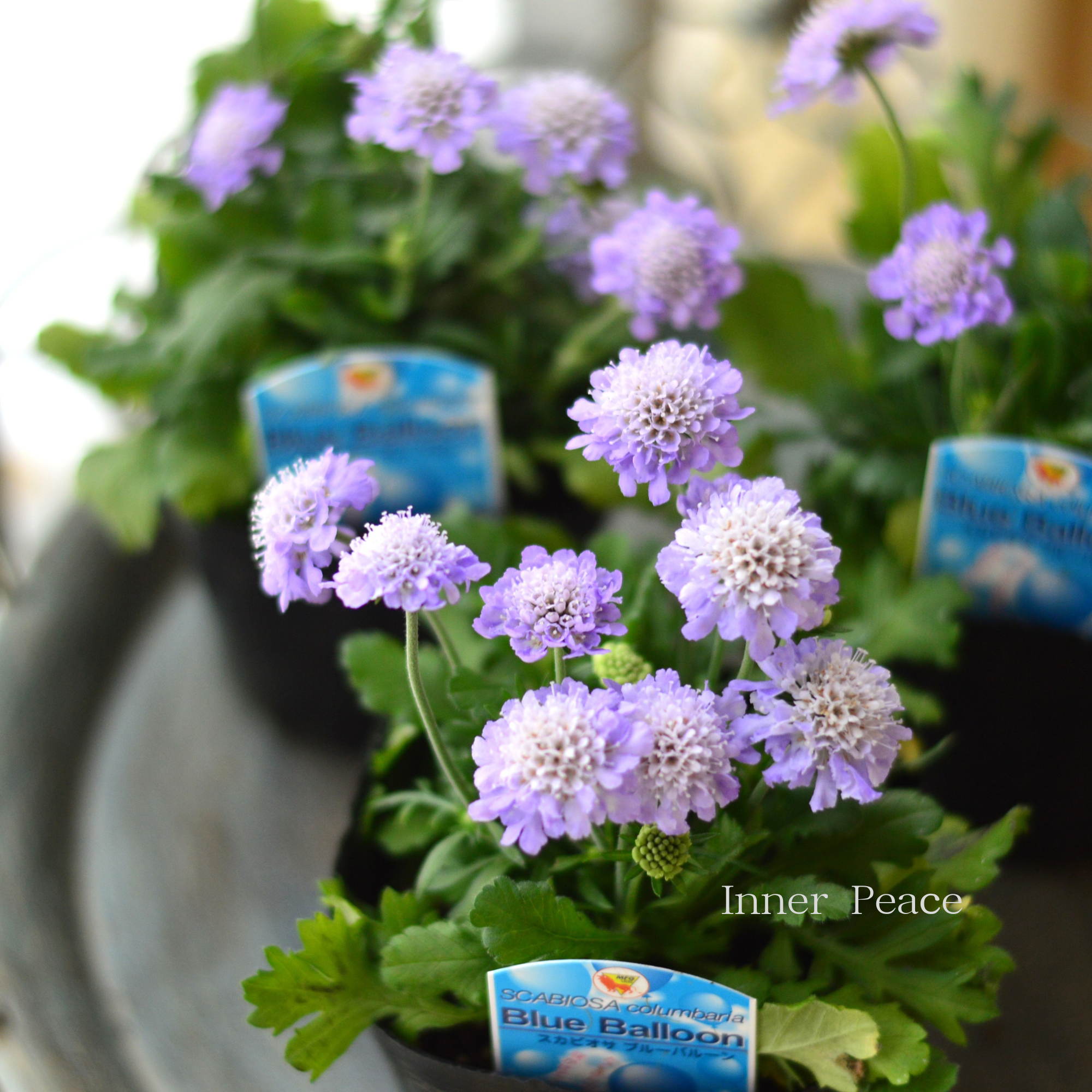 【美しい】 スカビオサ 『ブルーバルーン』 3.5寸POT