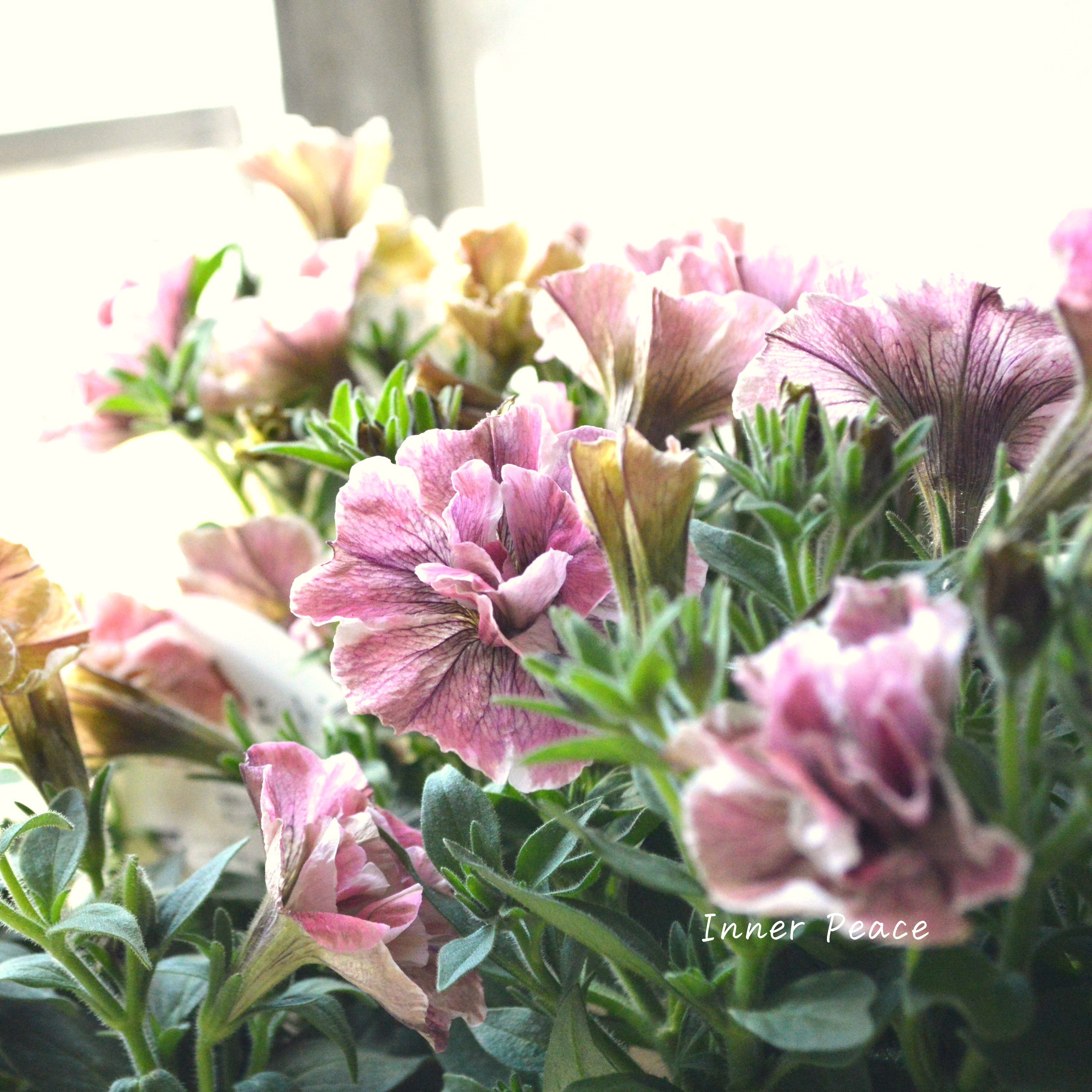 【花芳さんオリジナル】 八重咲きペチュニア 『ジュリエット・桜モダン』 3.5寸POT