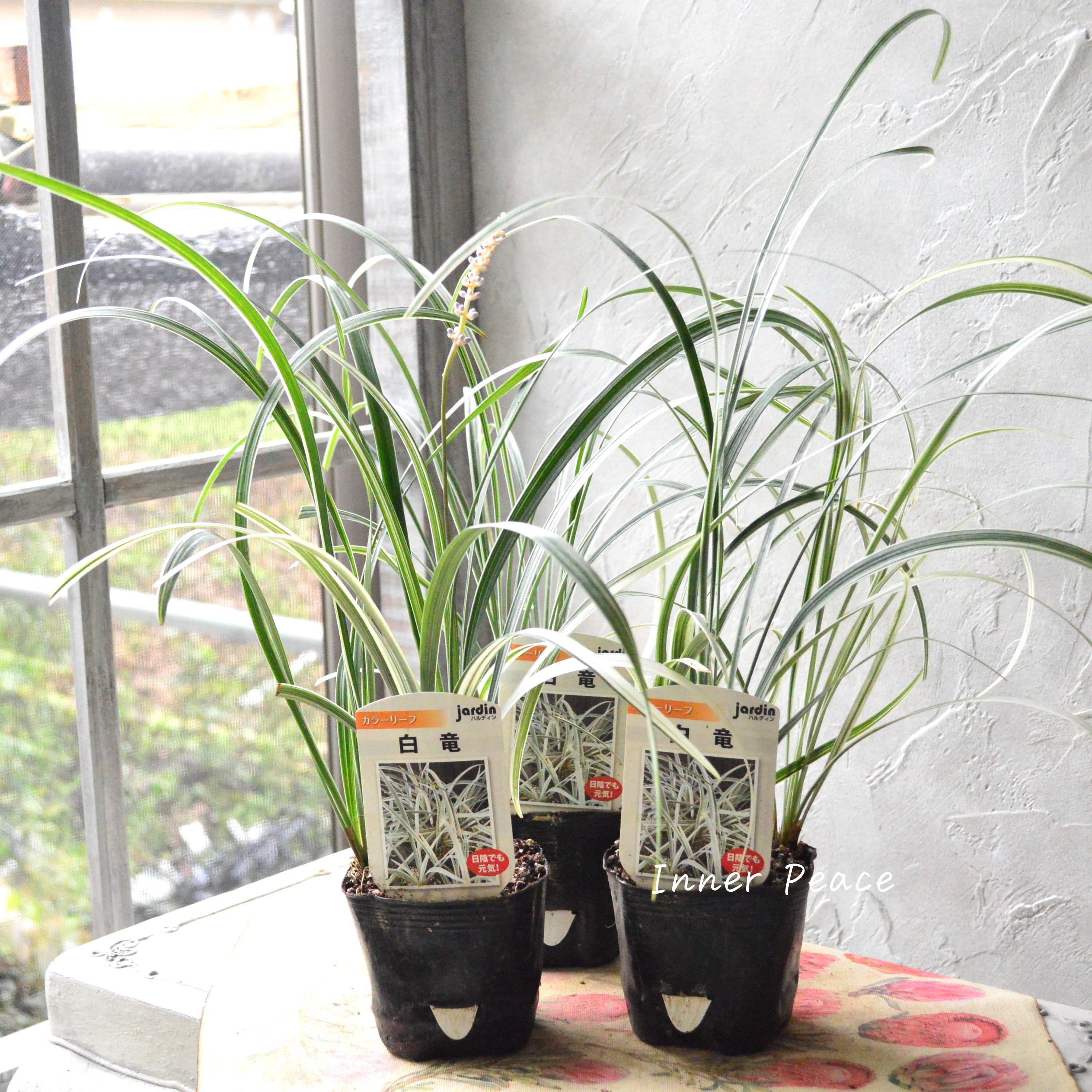 【日陰に強い】 リュウノヒゲ 『白竜』 3寸POT