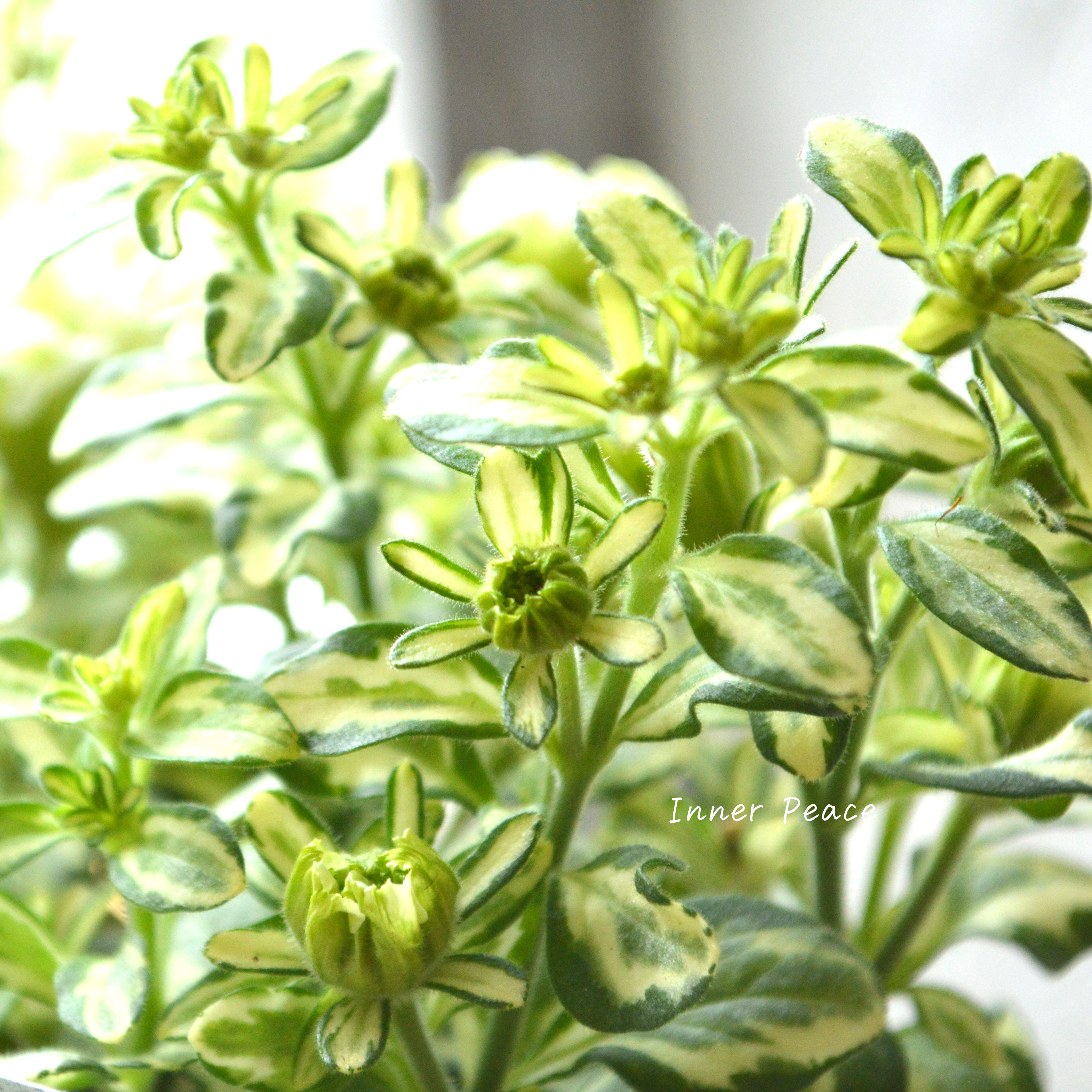 【希少】 斑入りペチュニア 『ホーリーノット』 3.5寸POT