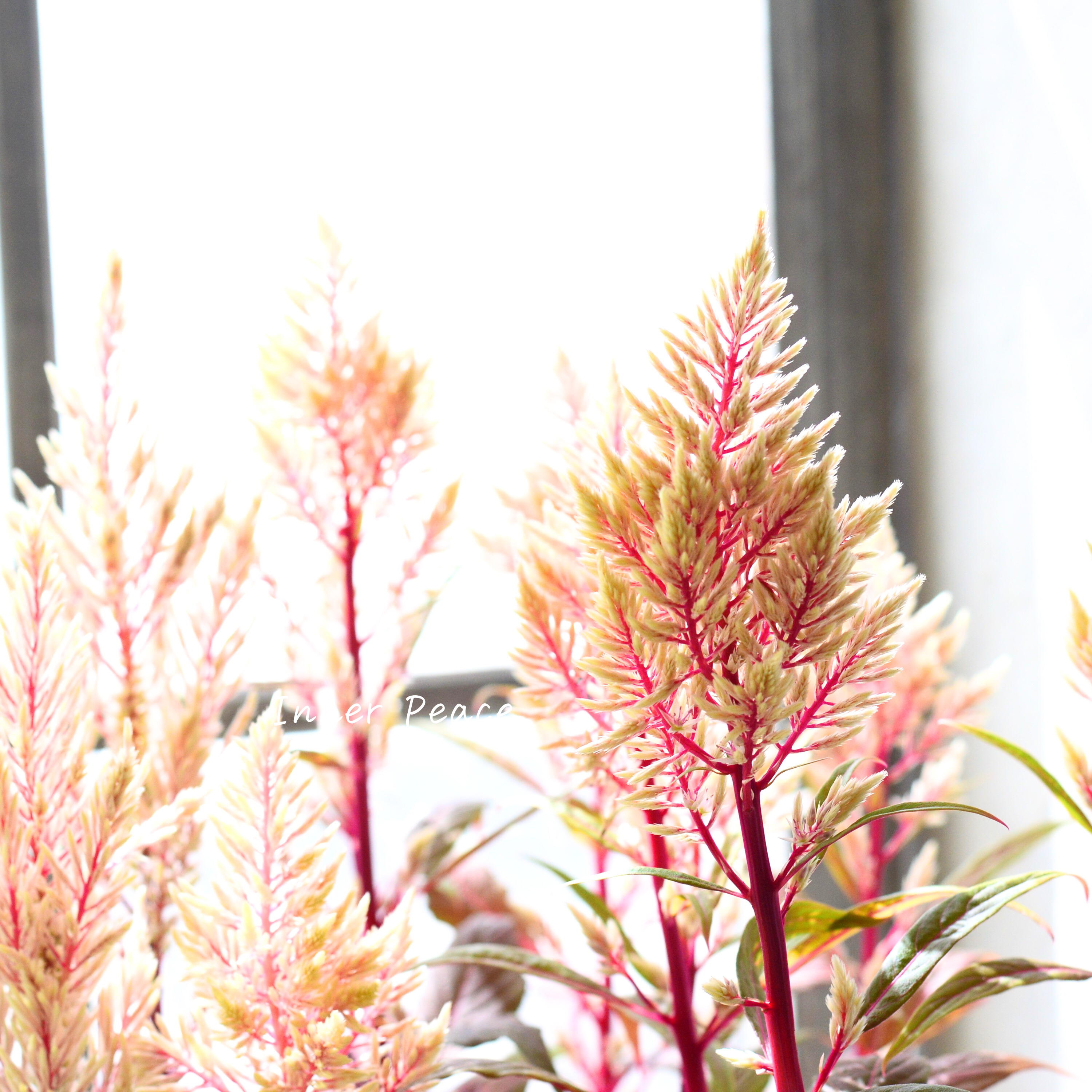 【ゲブラナガトヨさん】 ケイトウ 『霧島の秋・ベージュ』 3.5寸POT