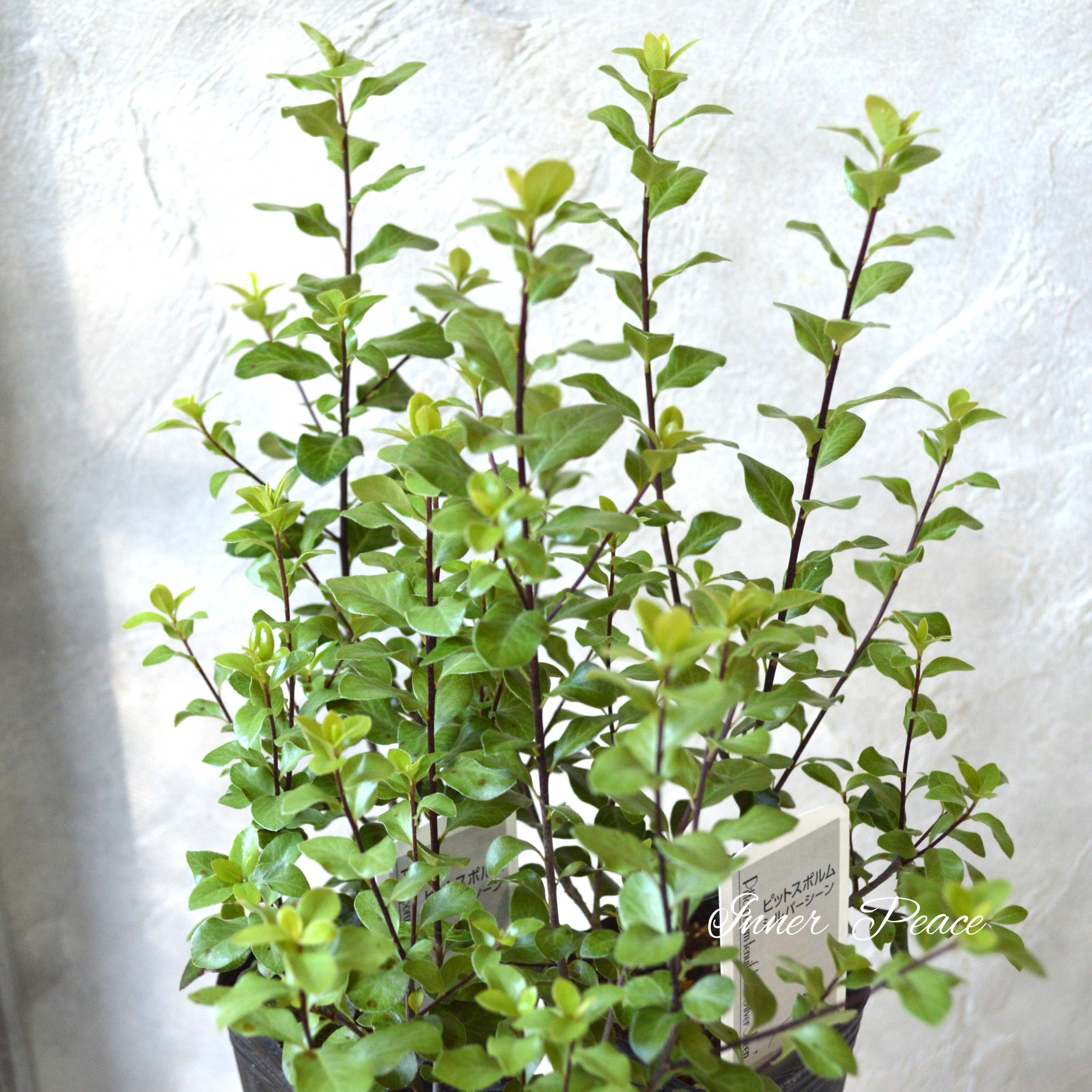 【美しい】 ピットスポルム・シルバーシーン 2.5寸POT