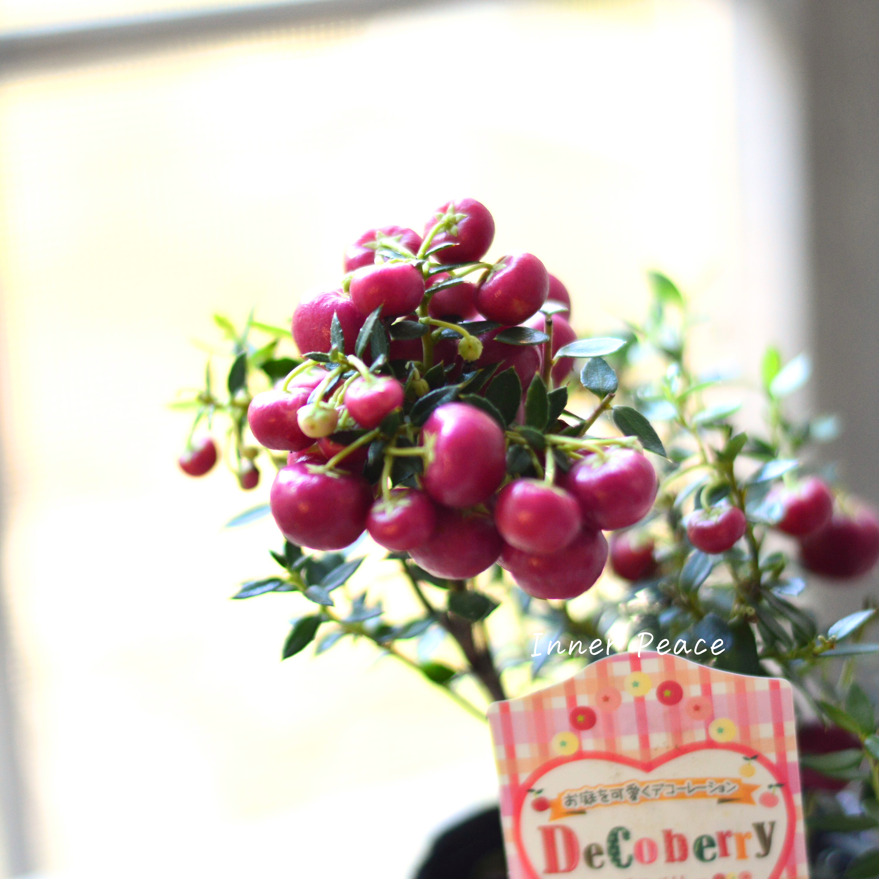 【かわいい】 デコベリー(ペルネッチア) レッド 3寸POT